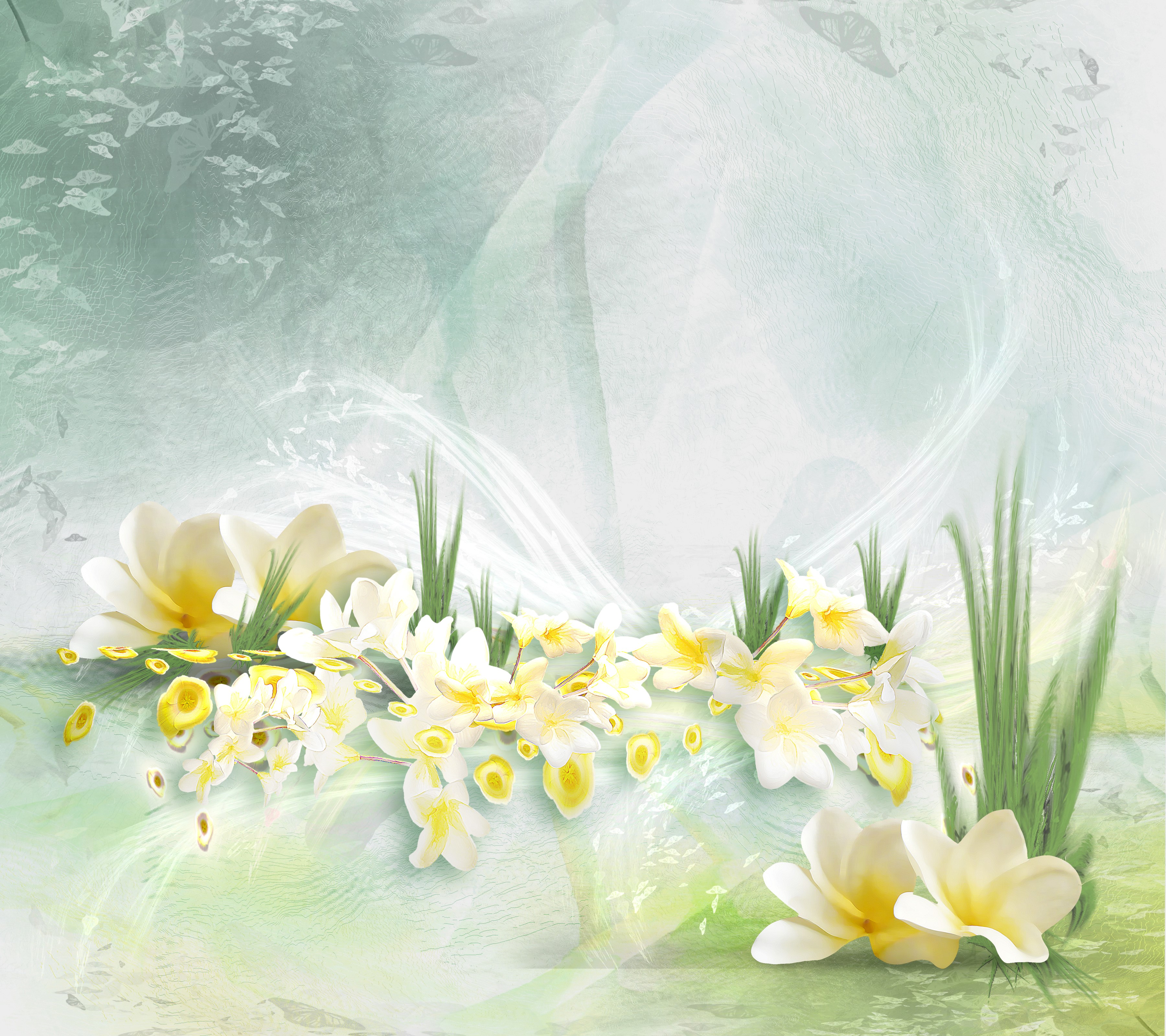 White and yellow plumeria flowers with green grass HD Wallpaper