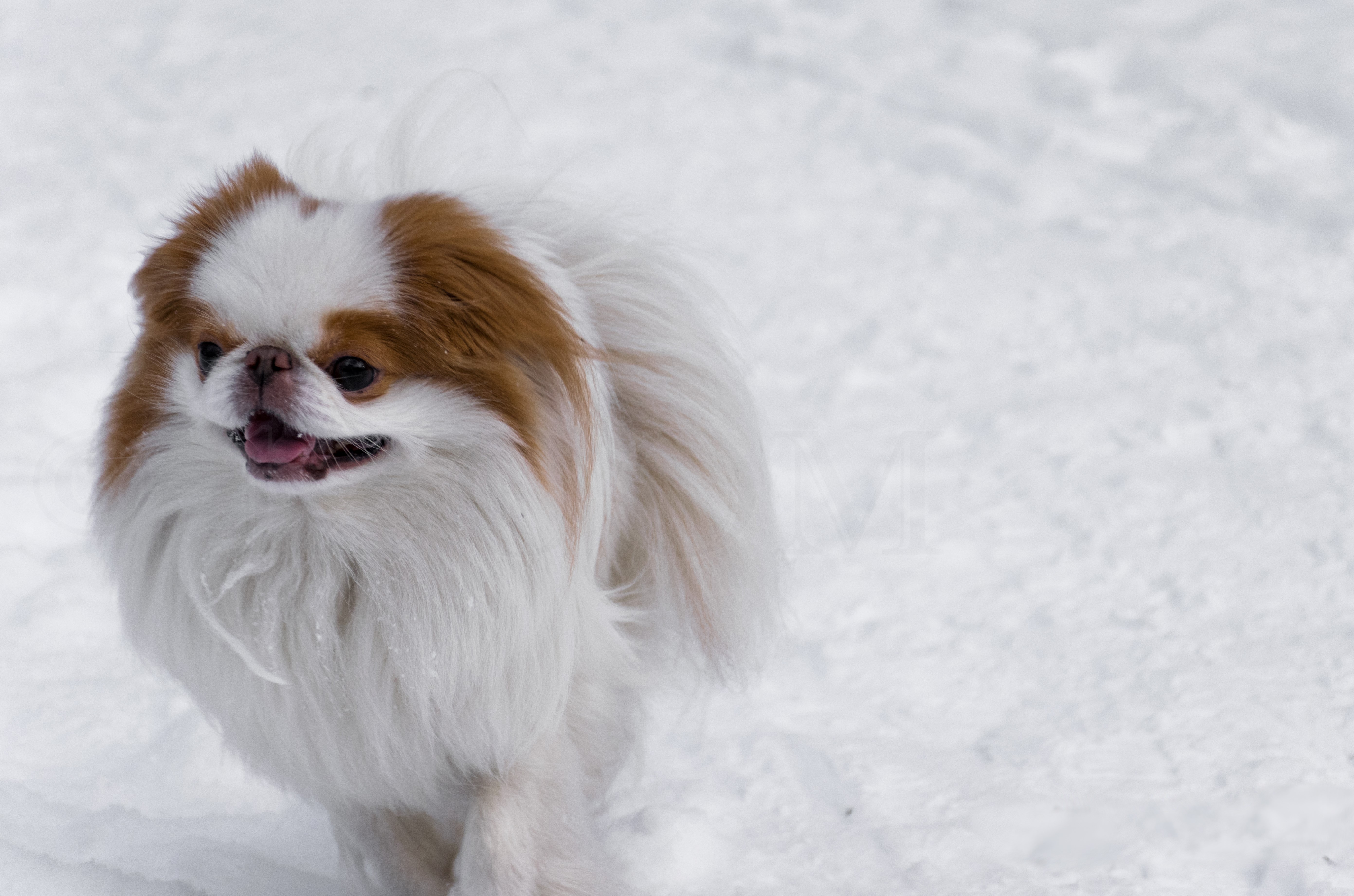Japanese Chin dog in the snow HD Wallpaper
