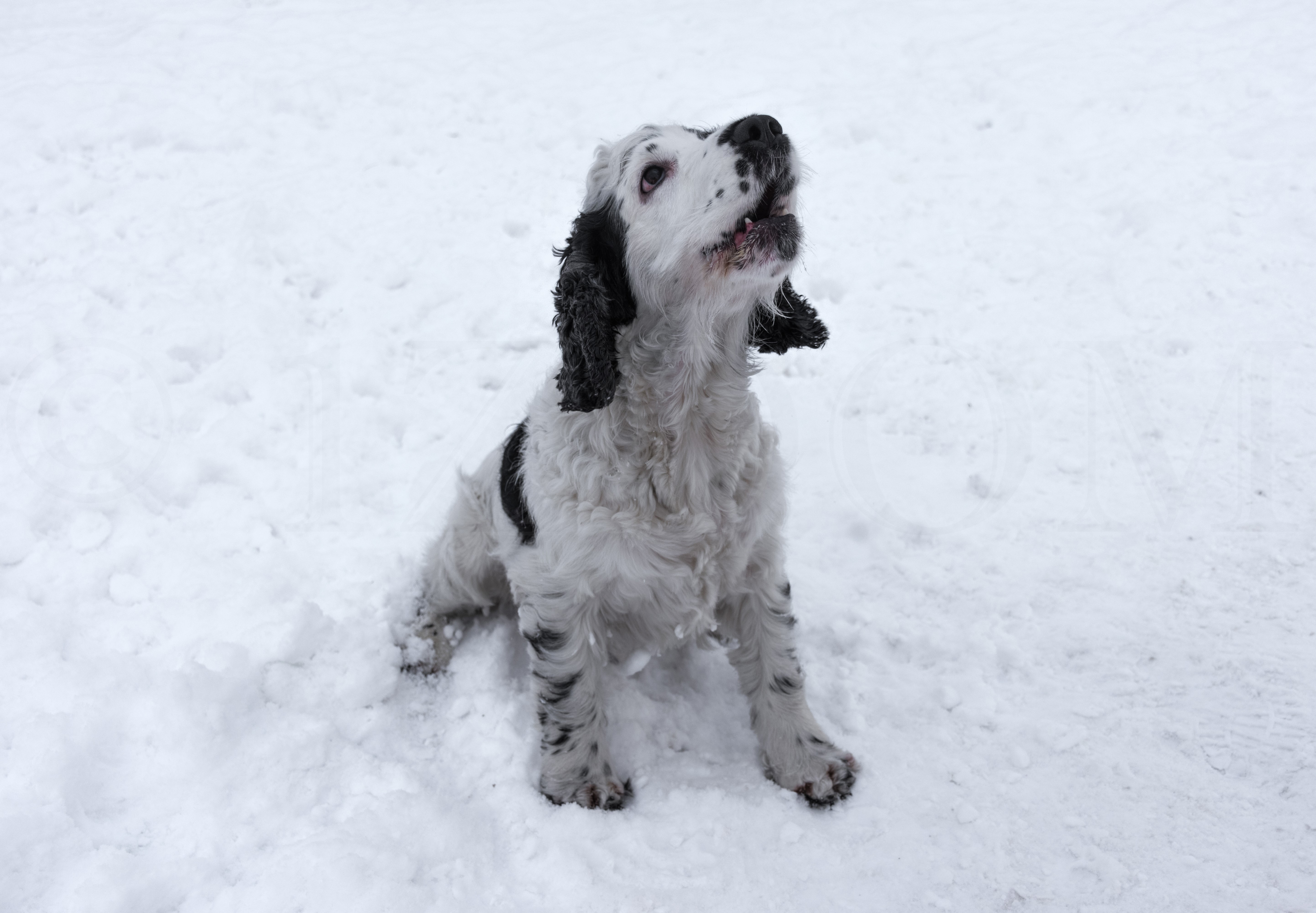 English Cocker Spaniel puppy sitting in snow HD Wallpaper