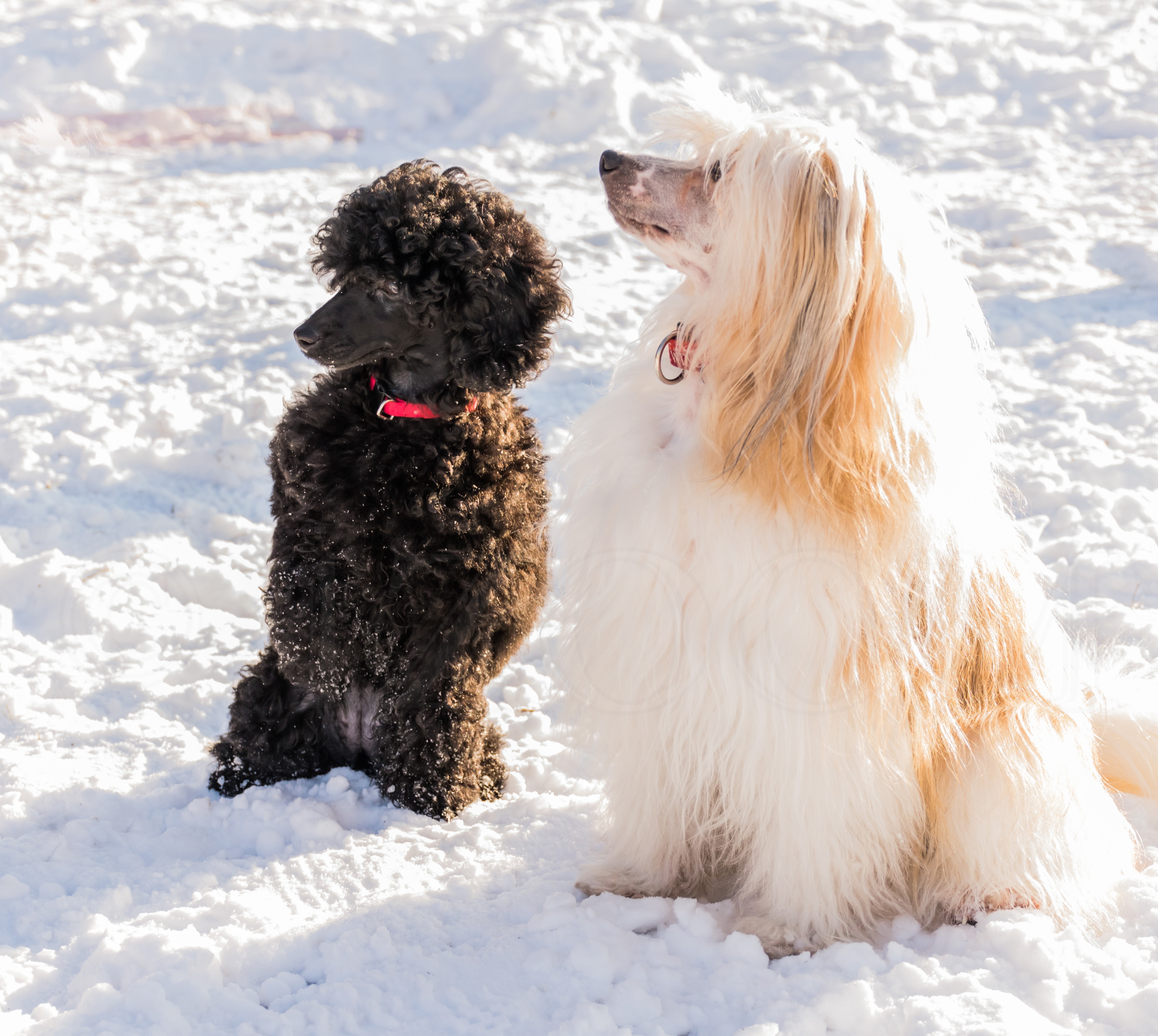 Black Poodle and Chinese Crested Dog in Snow HD Wallpaper