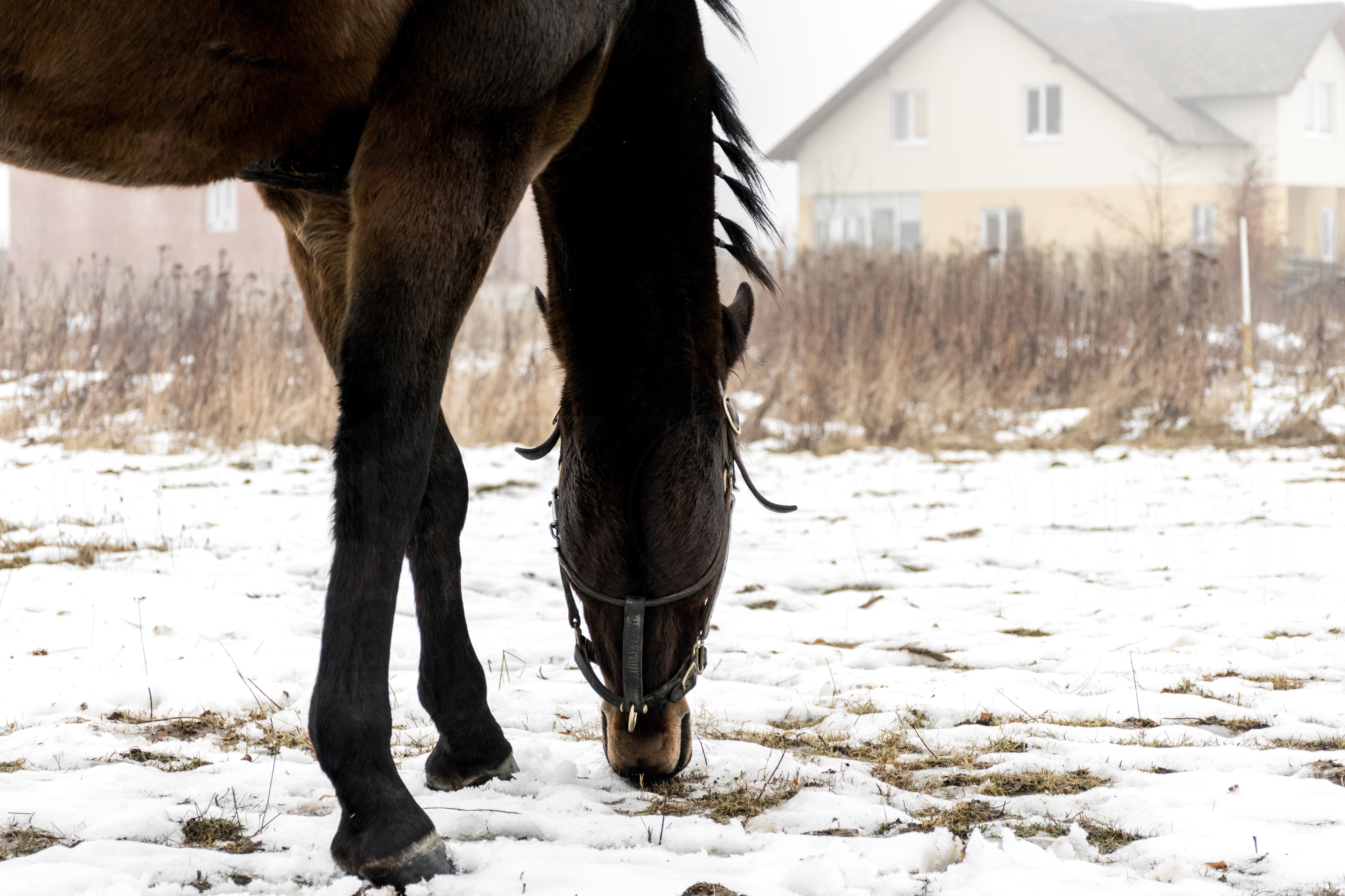 Horse grazing in a snowy field with houses in the background HD Wallpaper