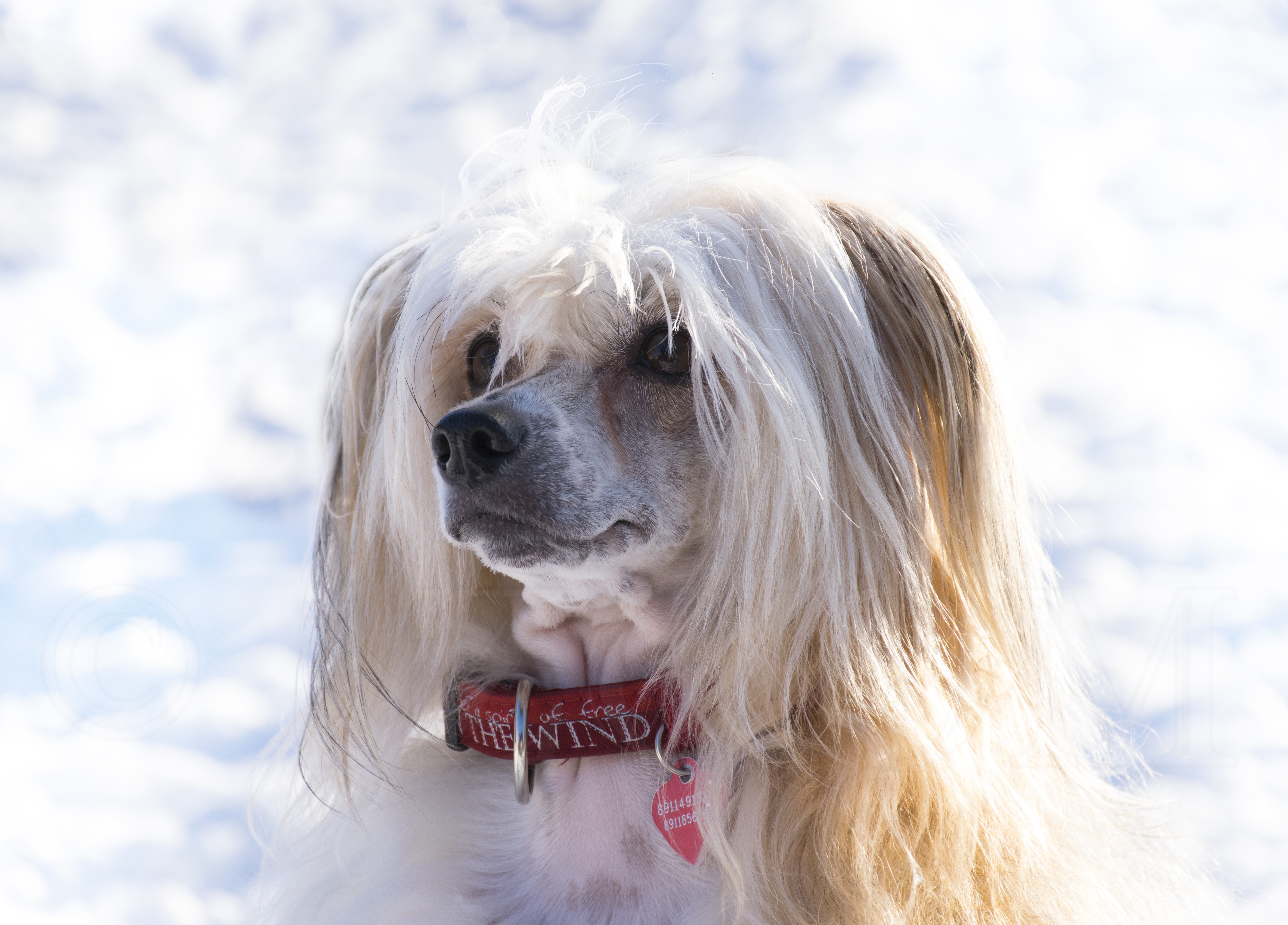 Chinese Crested dog with a red collar HD Wallpaper