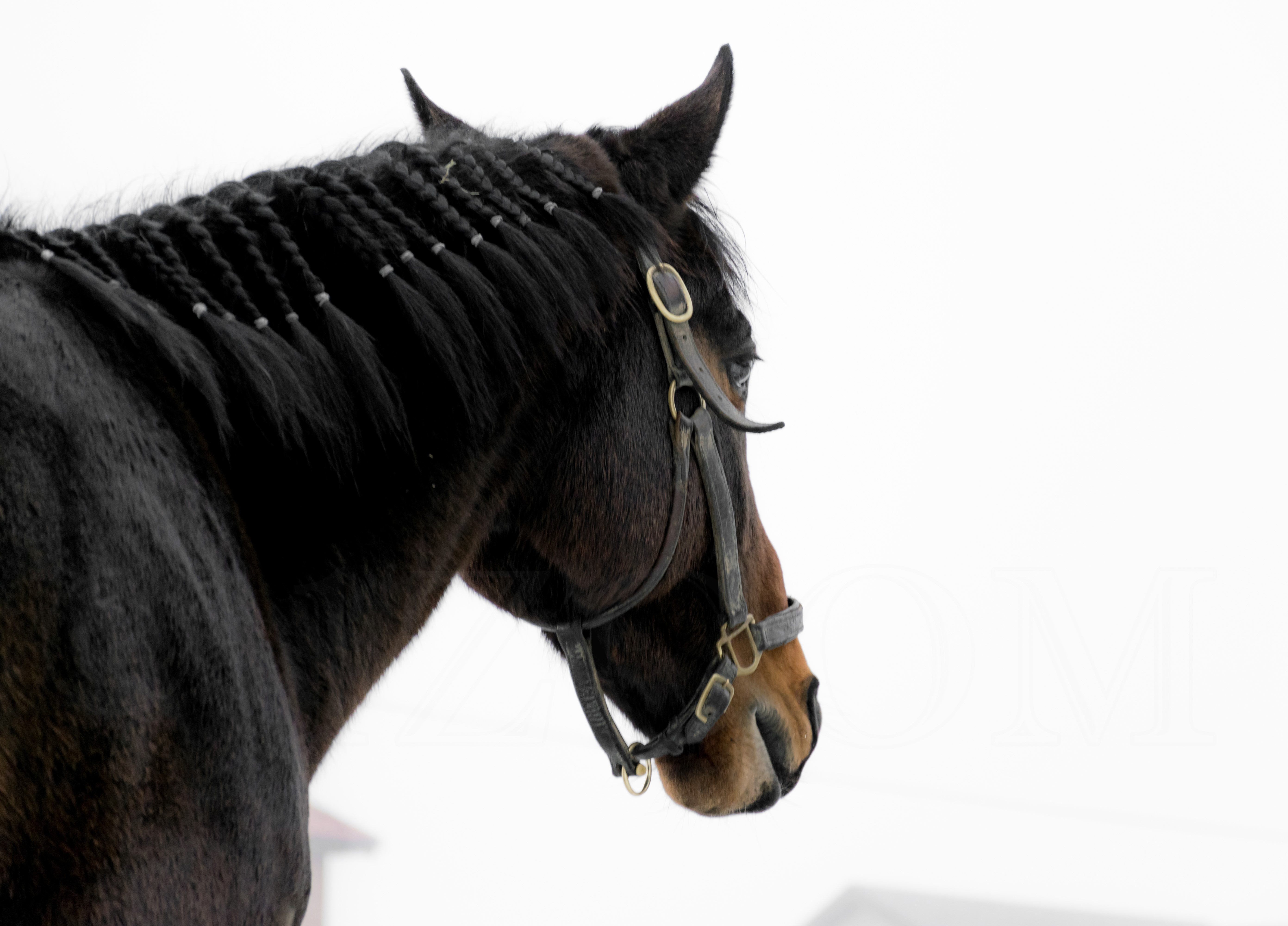 Horse with braided mane and bridle HD Wallpaper