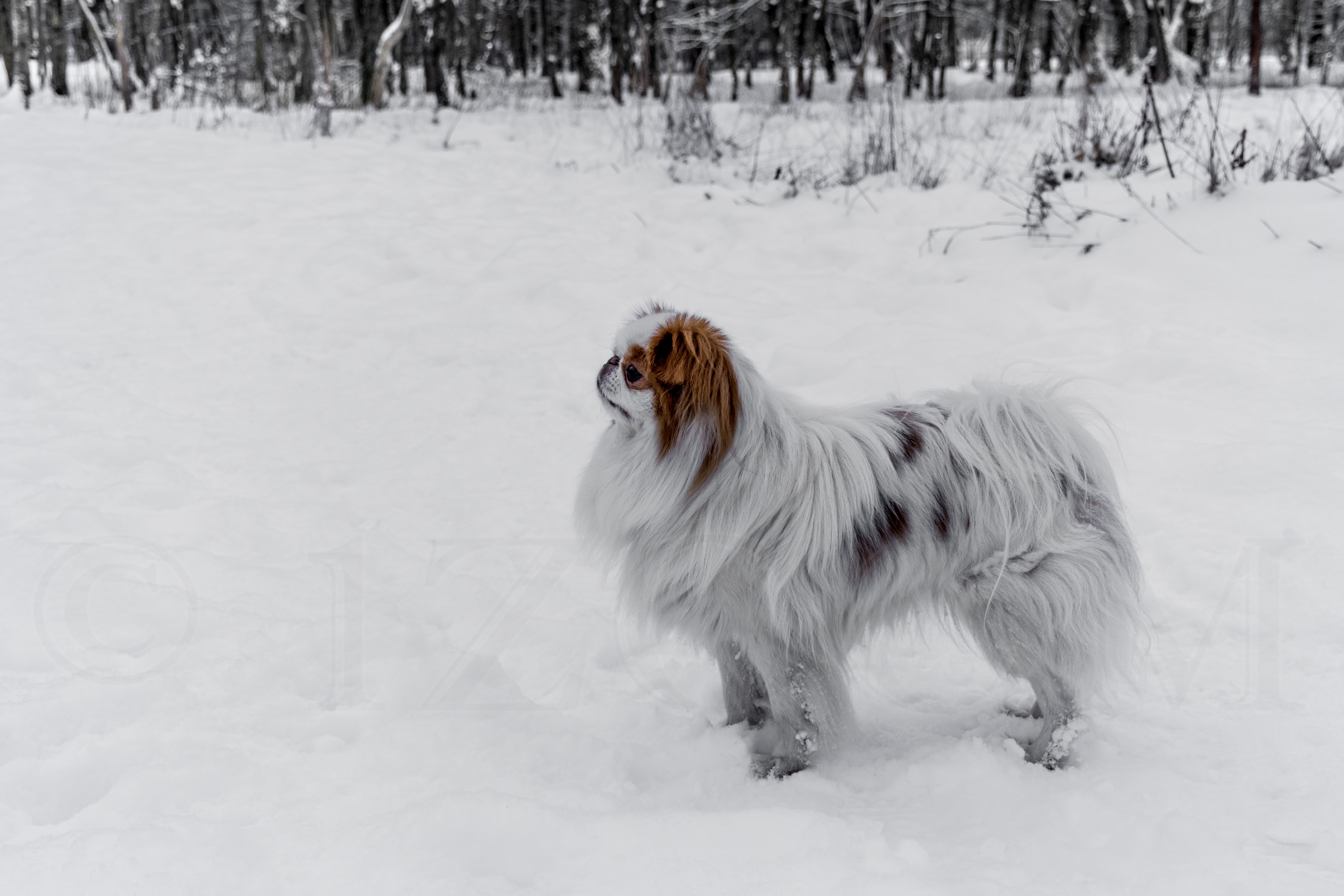 Japanese Chin dog in the snow HD Wallpaper