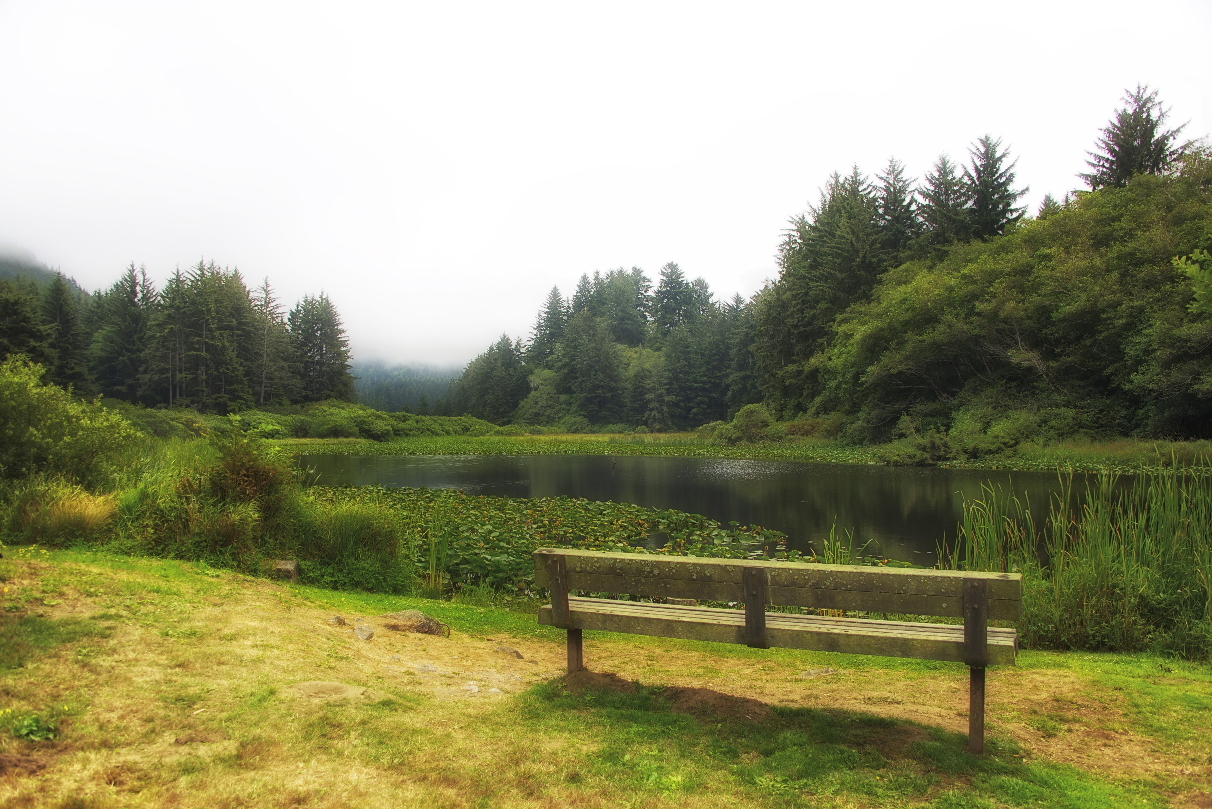 Bench by a lake in Redwood National and State Parks, USA HD Wallpaper