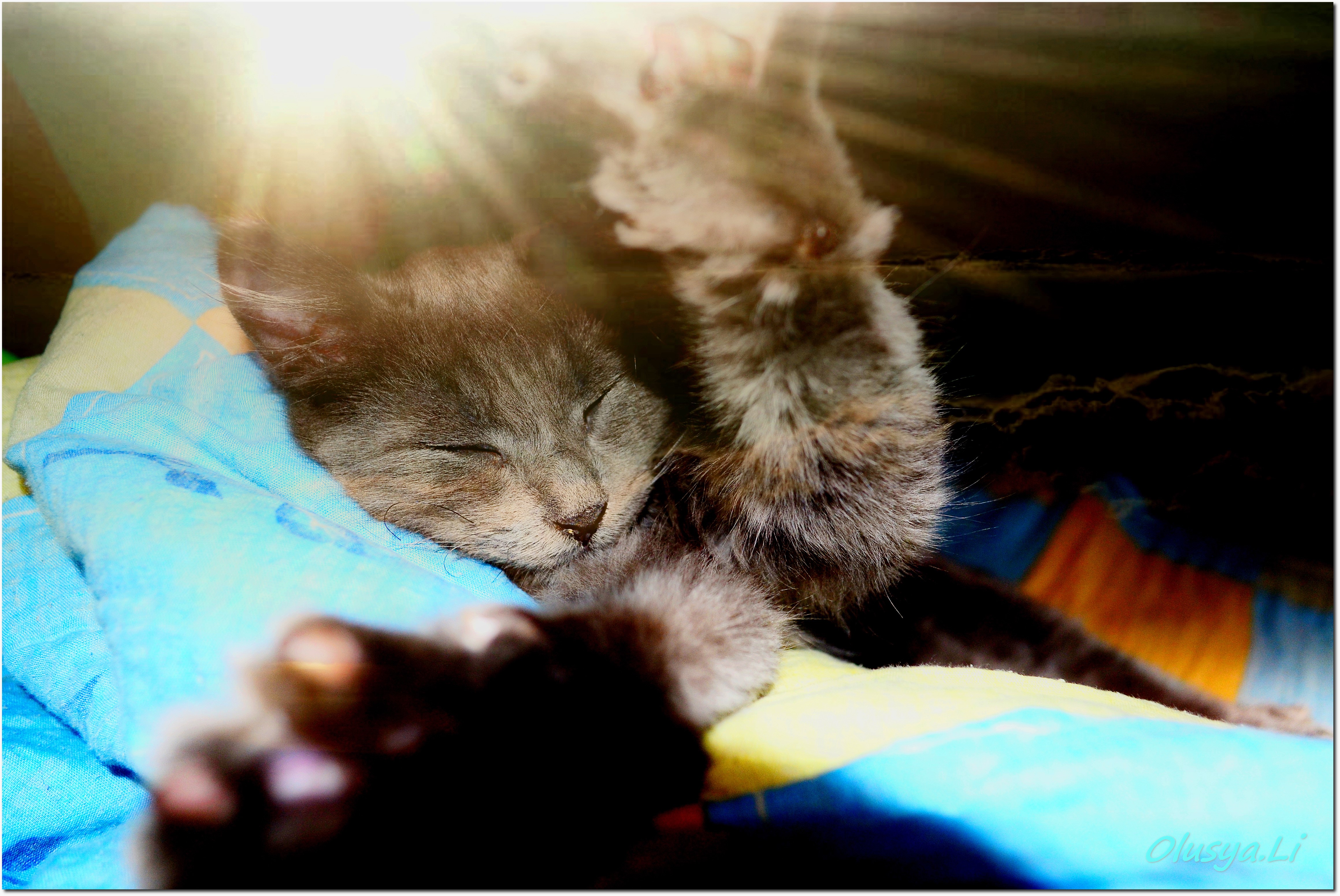 Gray kitten sleeping with sun rays HD Wallpaper
