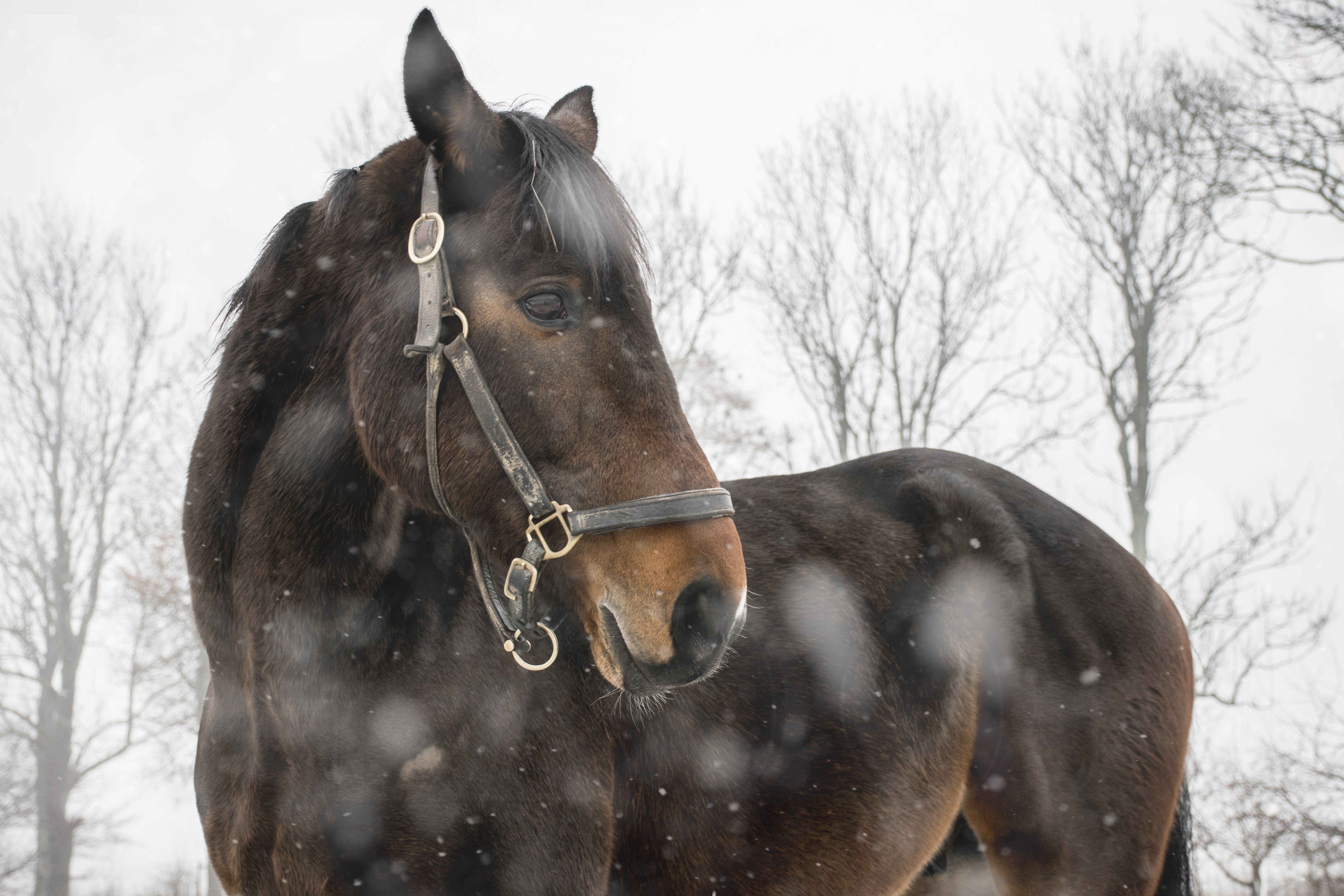 Horse in a snowy landscape HD Wallpaper