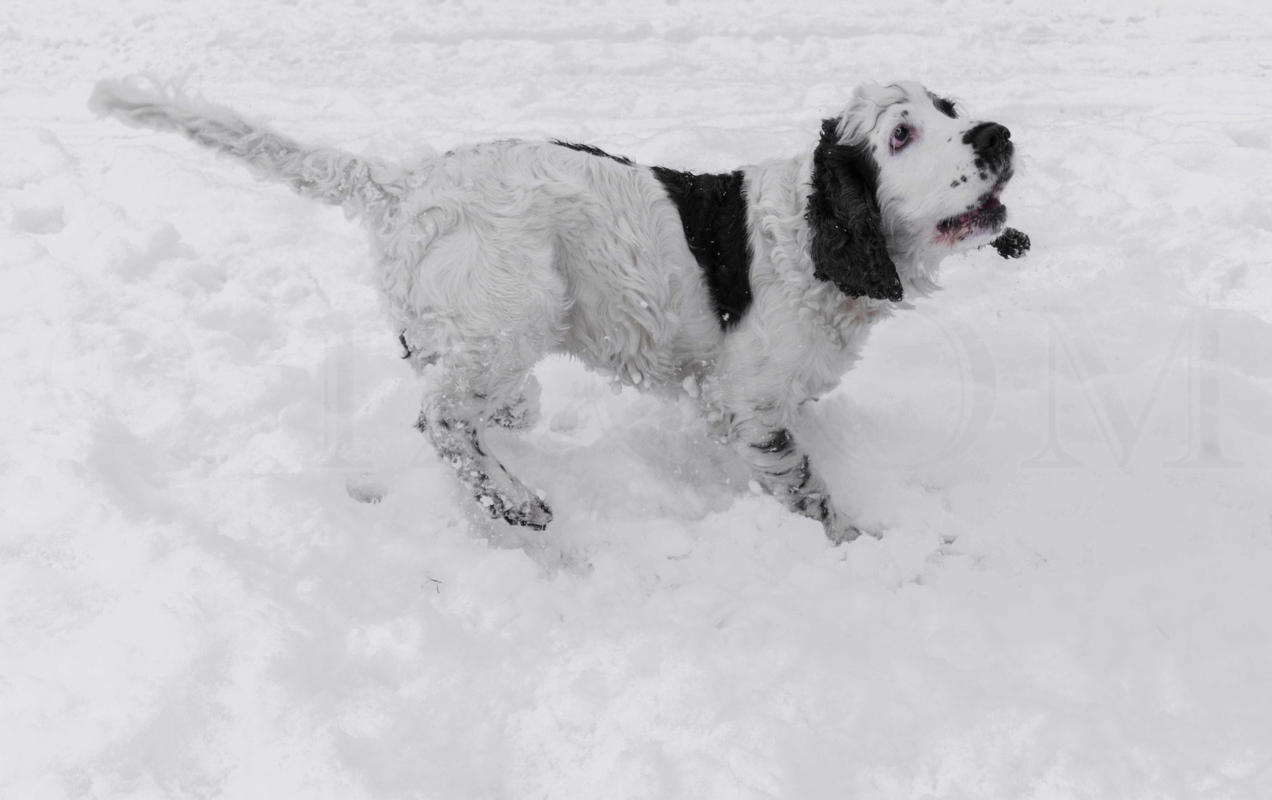 English Cocker Spaniel playing in the snow HD Wallpaper