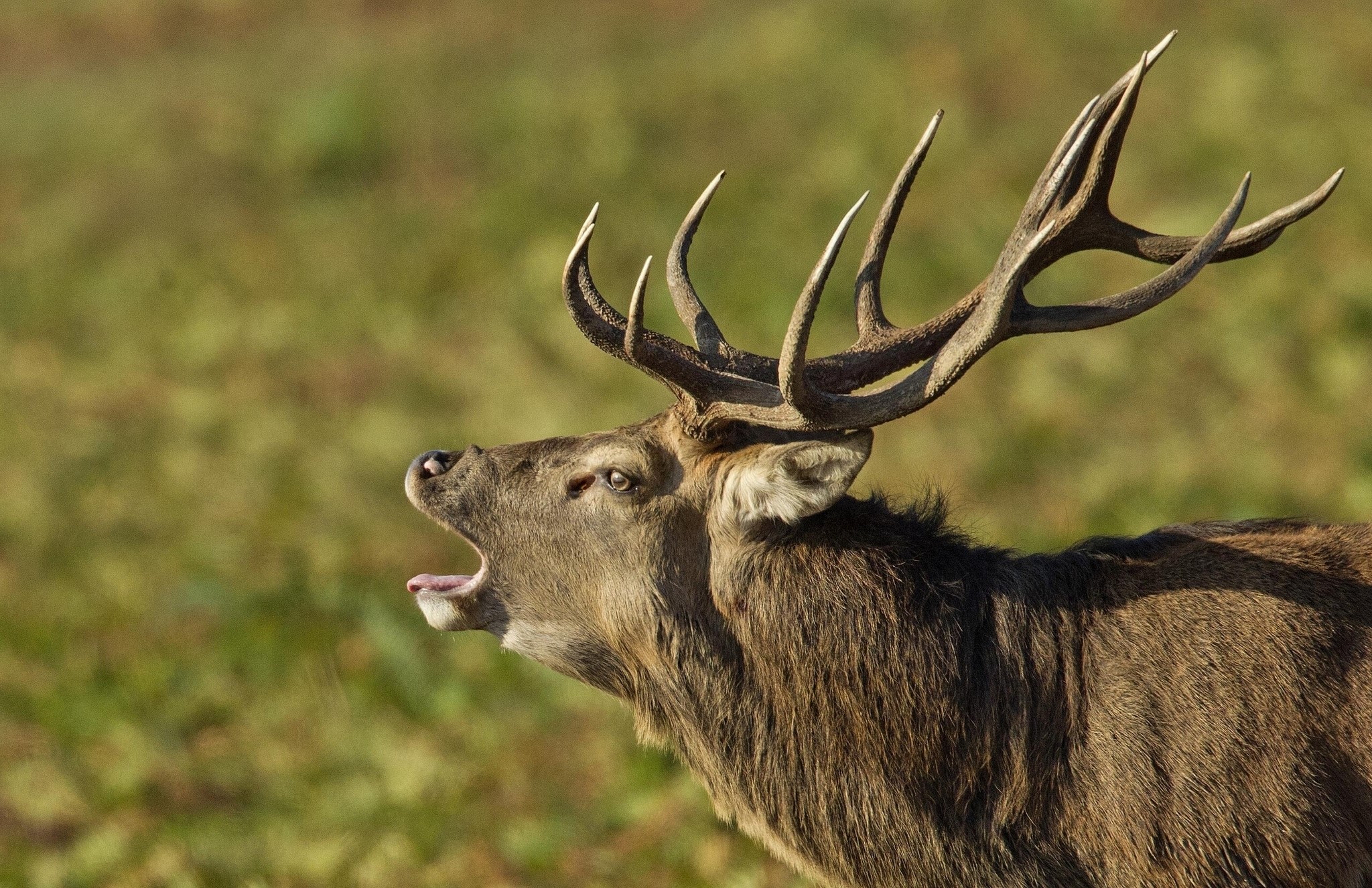 A stag with large antlers bellows in a field HD Wallpaper