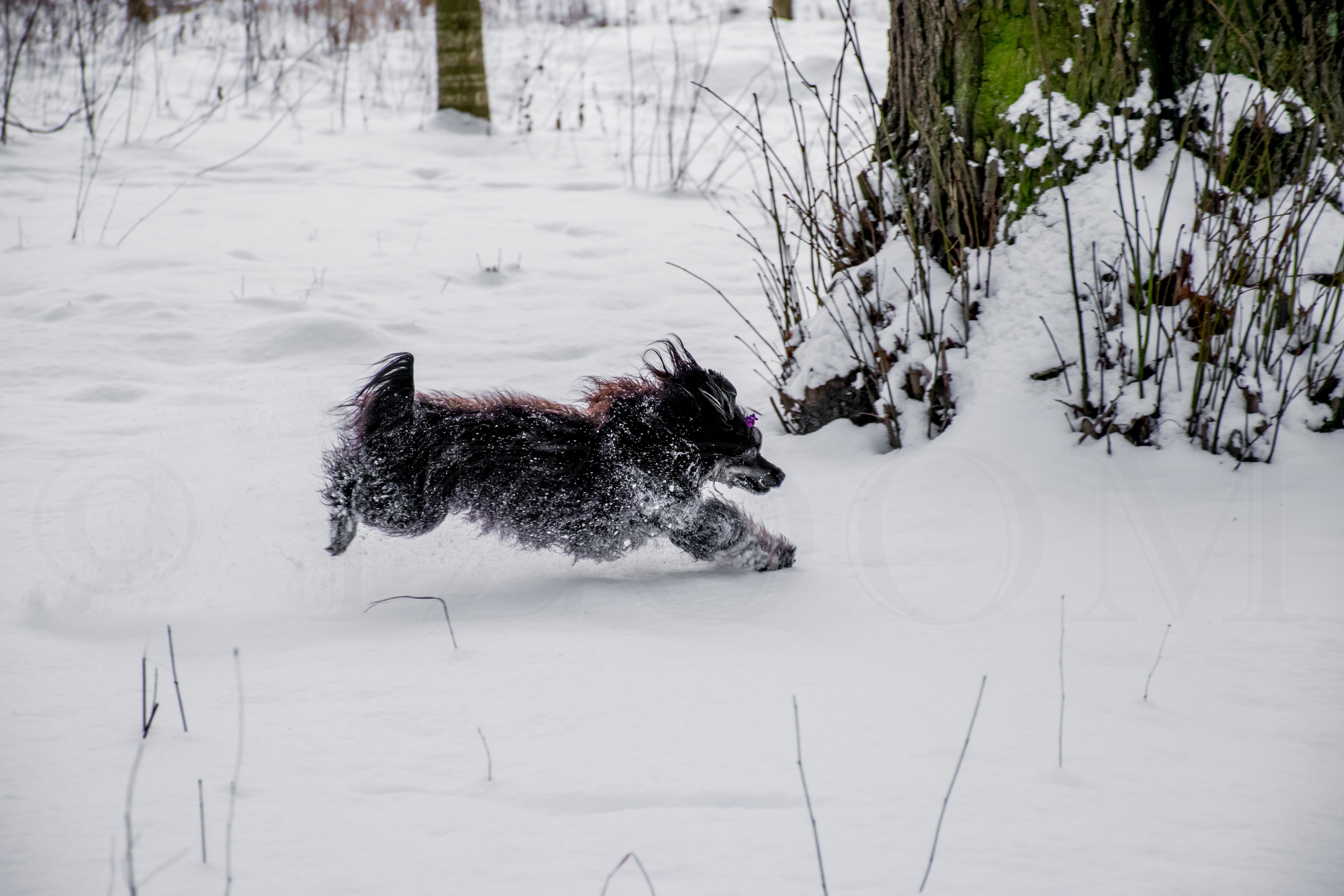 Chinese Crested Dog Running in Snow HD Wallpaper