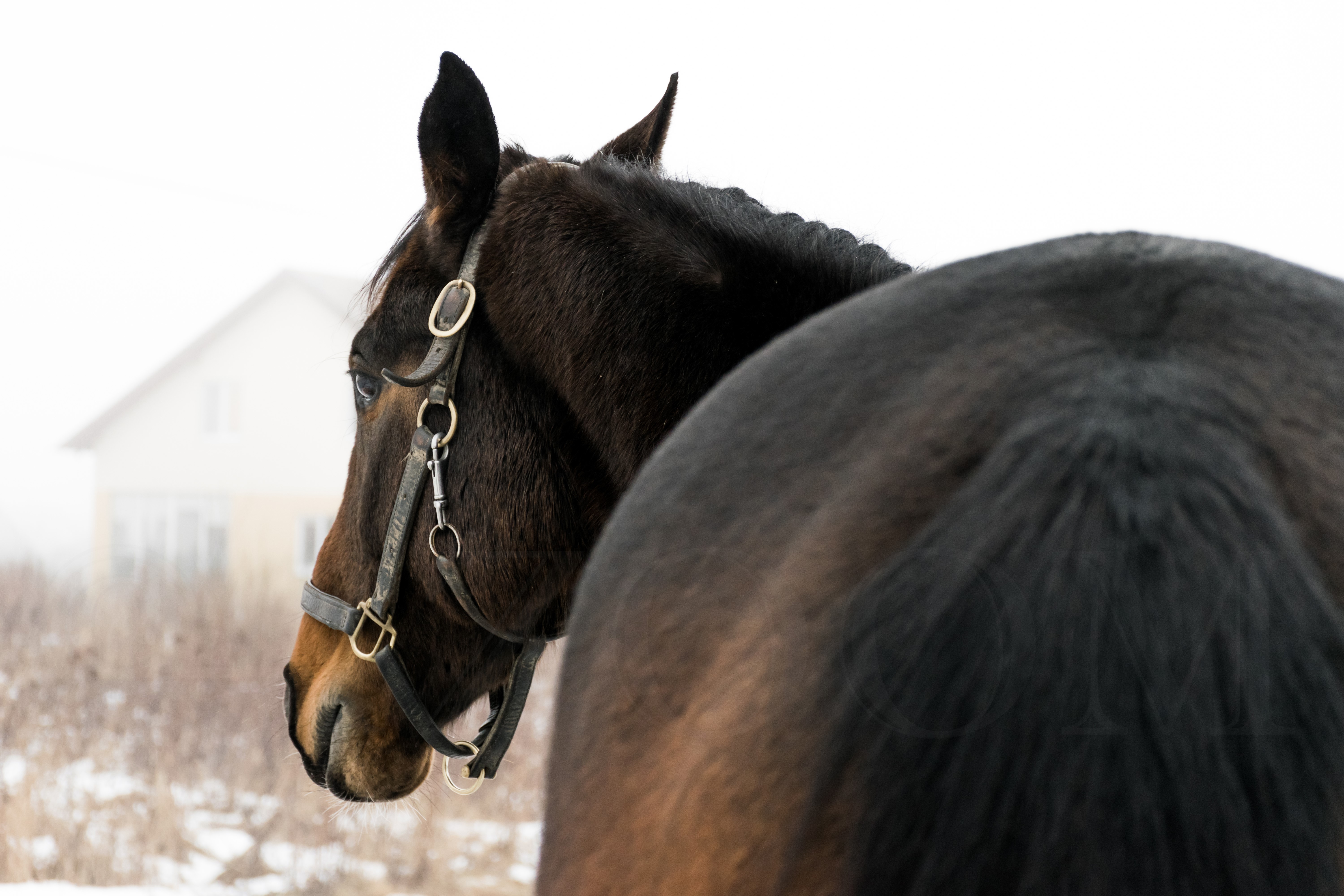 Horse in a bridle, back view HD Wallpaper
