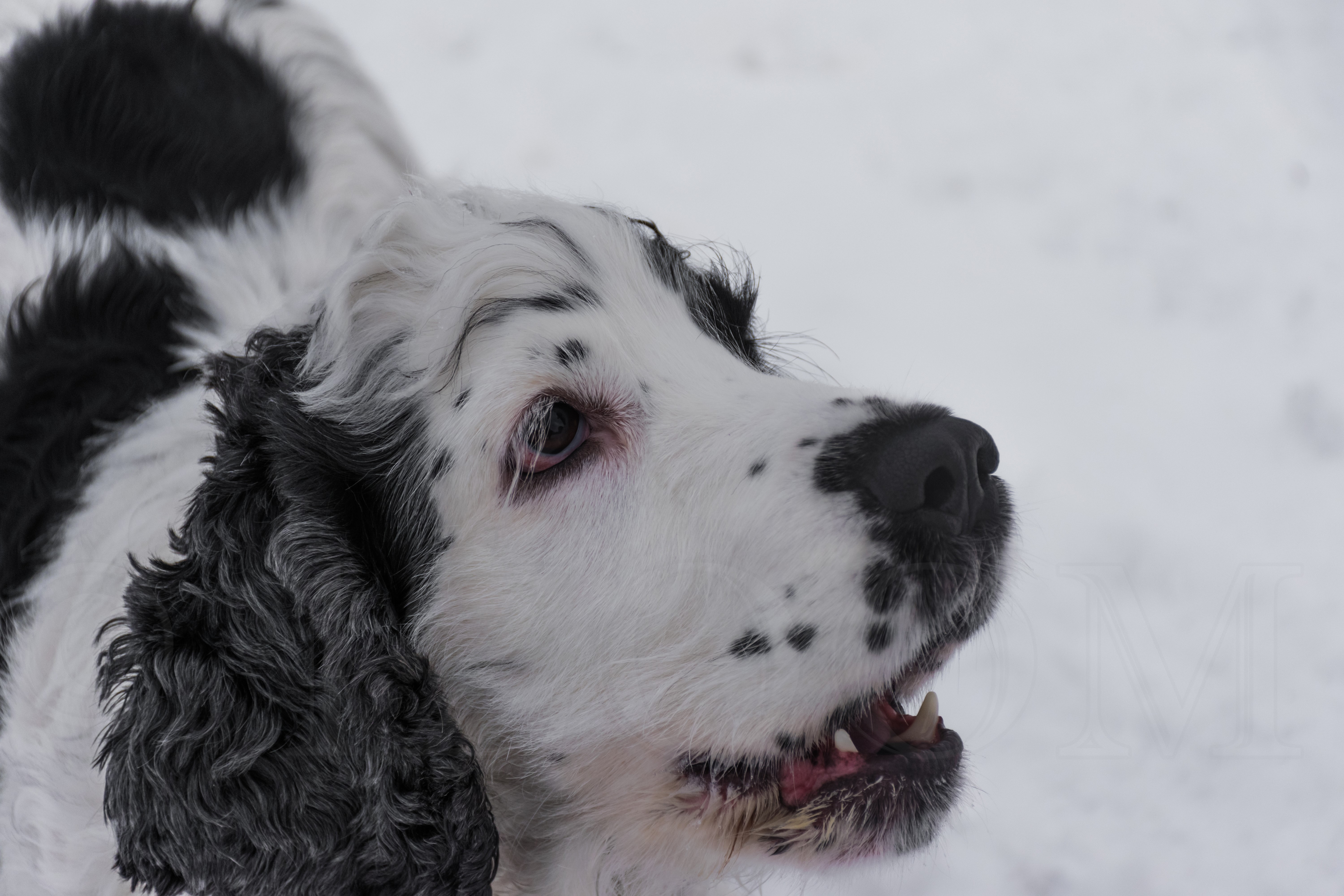 English Cocker Spaniel dog in snow HD Wallpaper