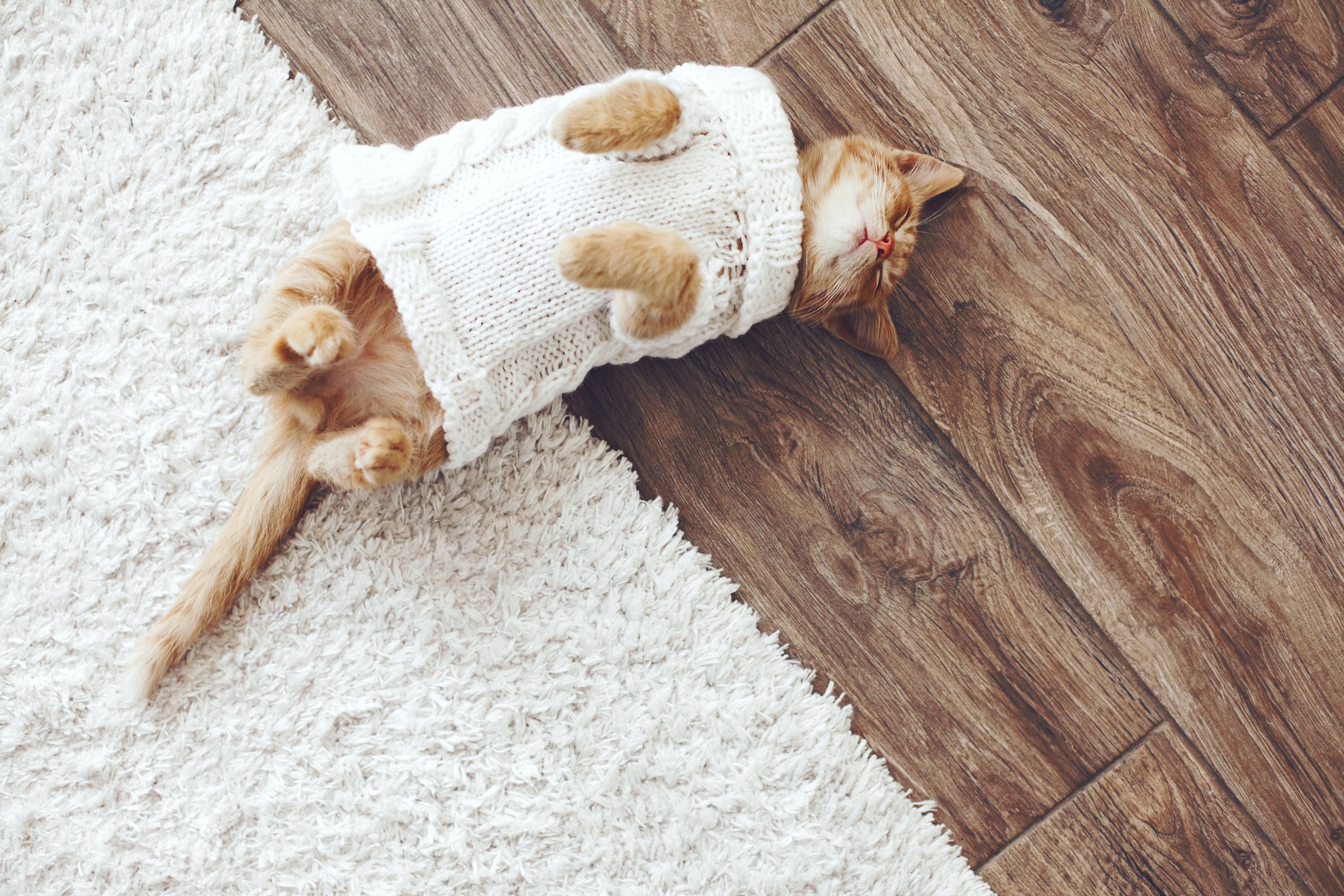 Ginger kitten wearing a white sweater sleeping on a rug HD Wallpaper