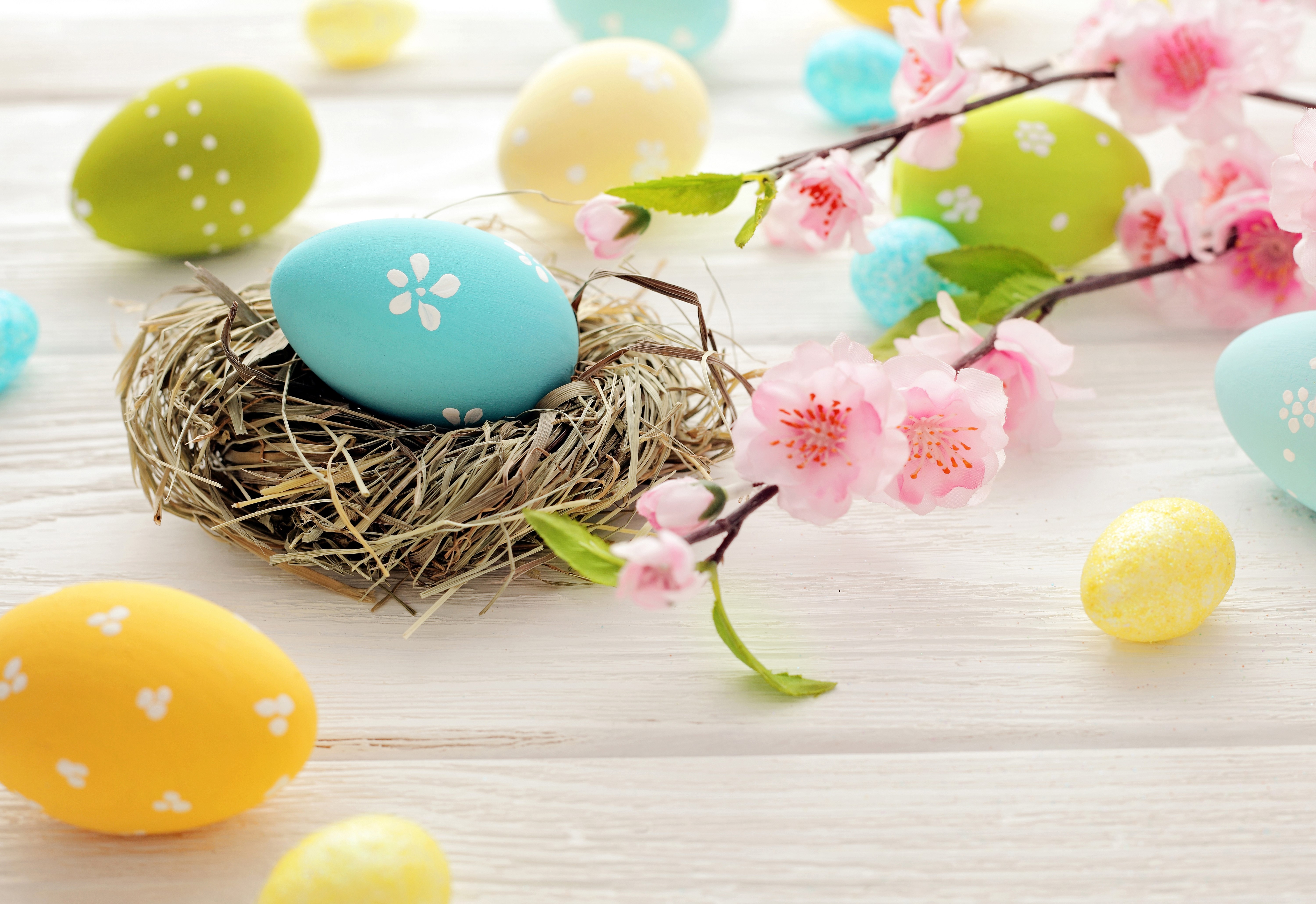 Easter Eggs in a Nest with Cherry Blossoms HD Wallpaper