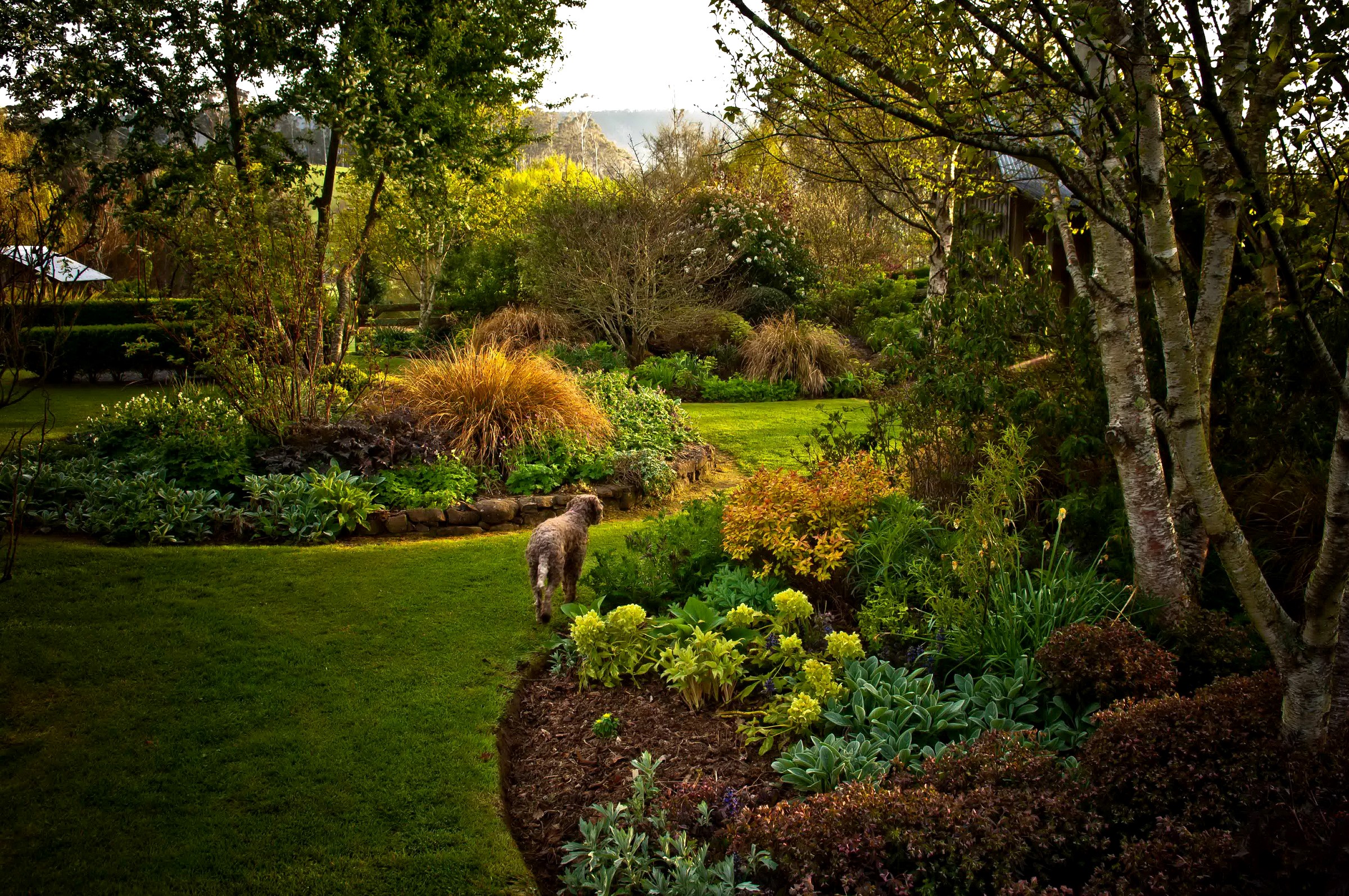 Dog walking in a lush garden with trees and lawn HD Wallpaper