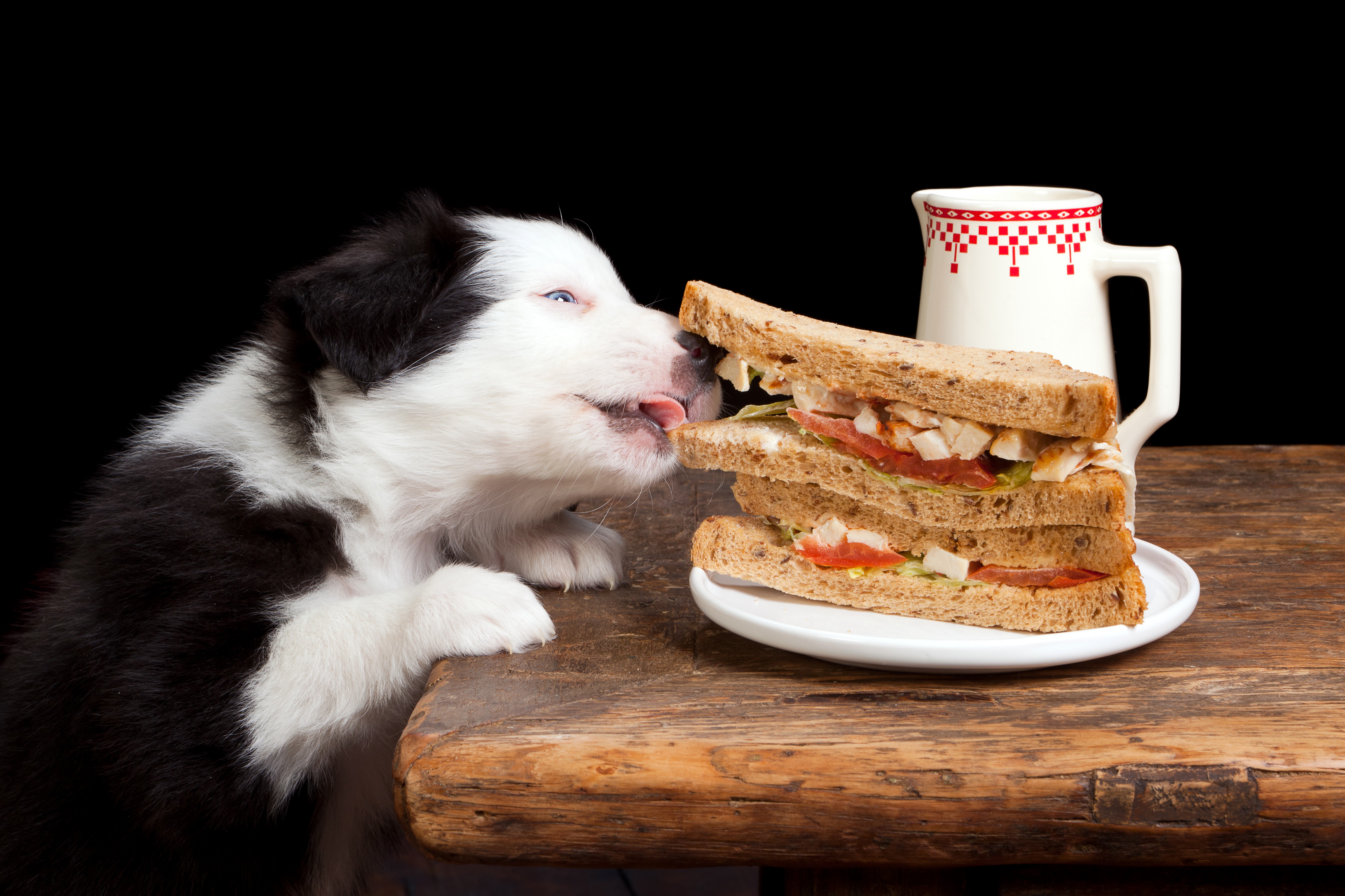 Border Collie puppy eating a sandwich HD Wallpaper