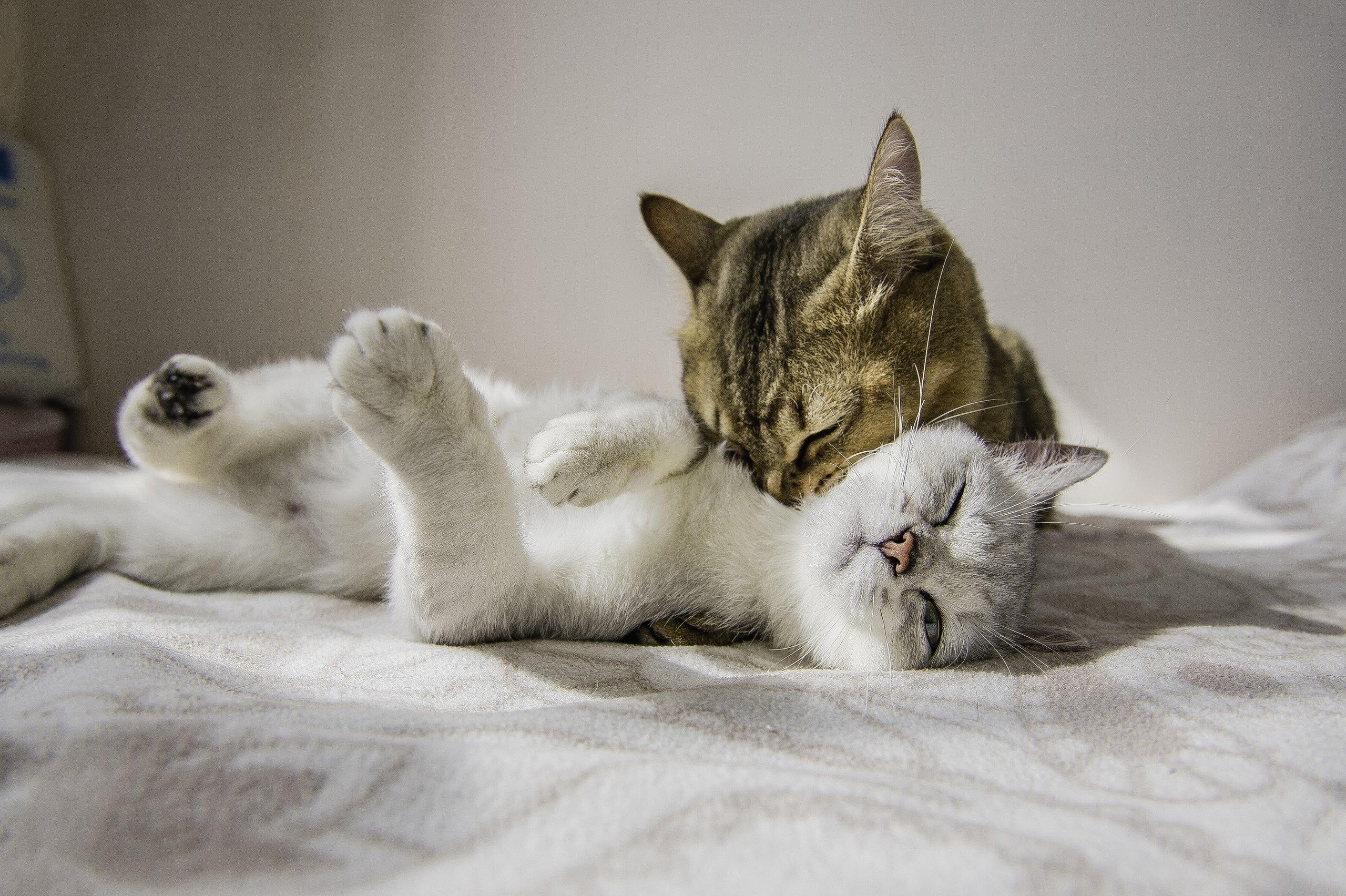 Two cats playing on a bed HD Wallpaper