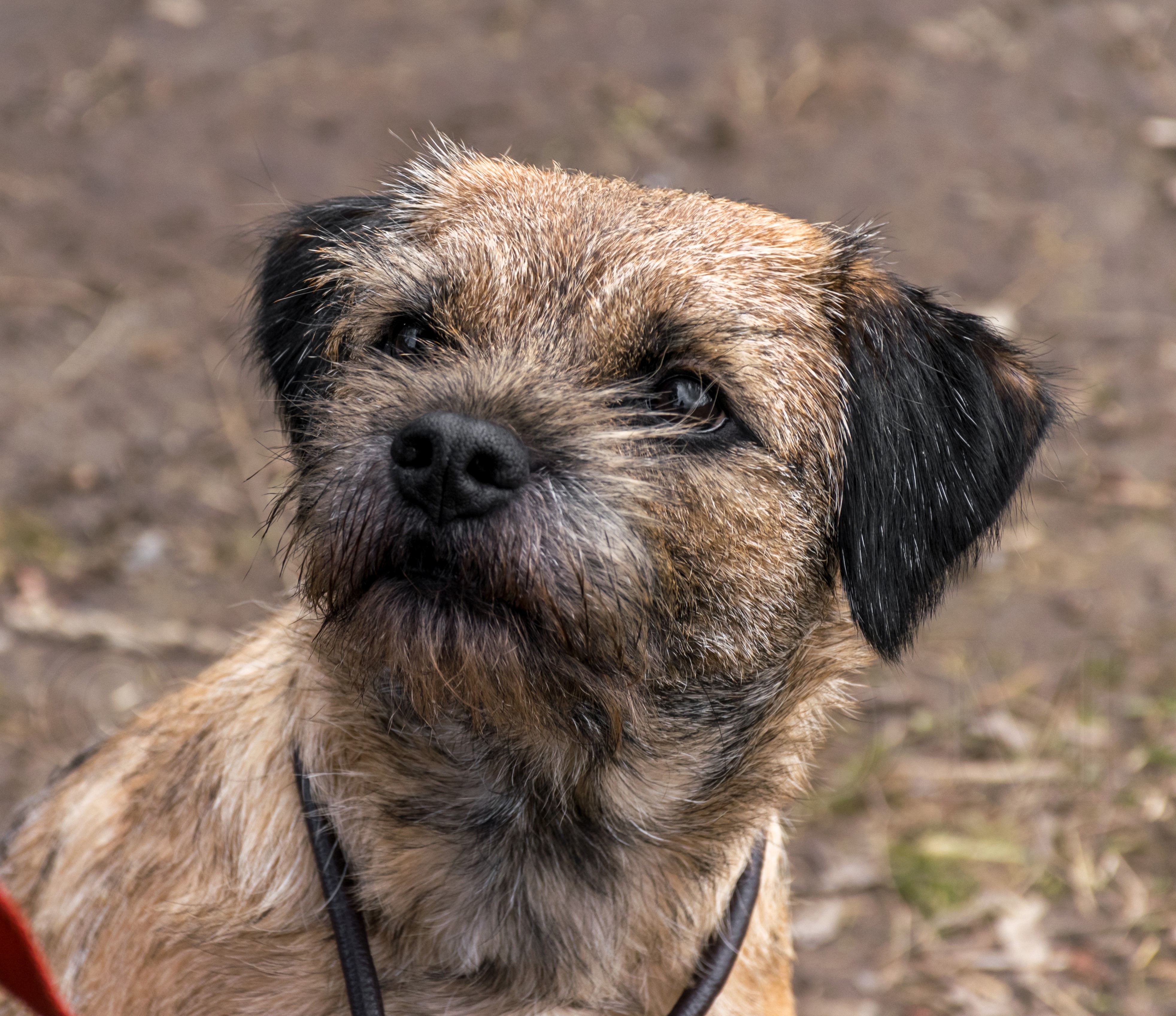 Border Terrier Dog HD Wallpaper
