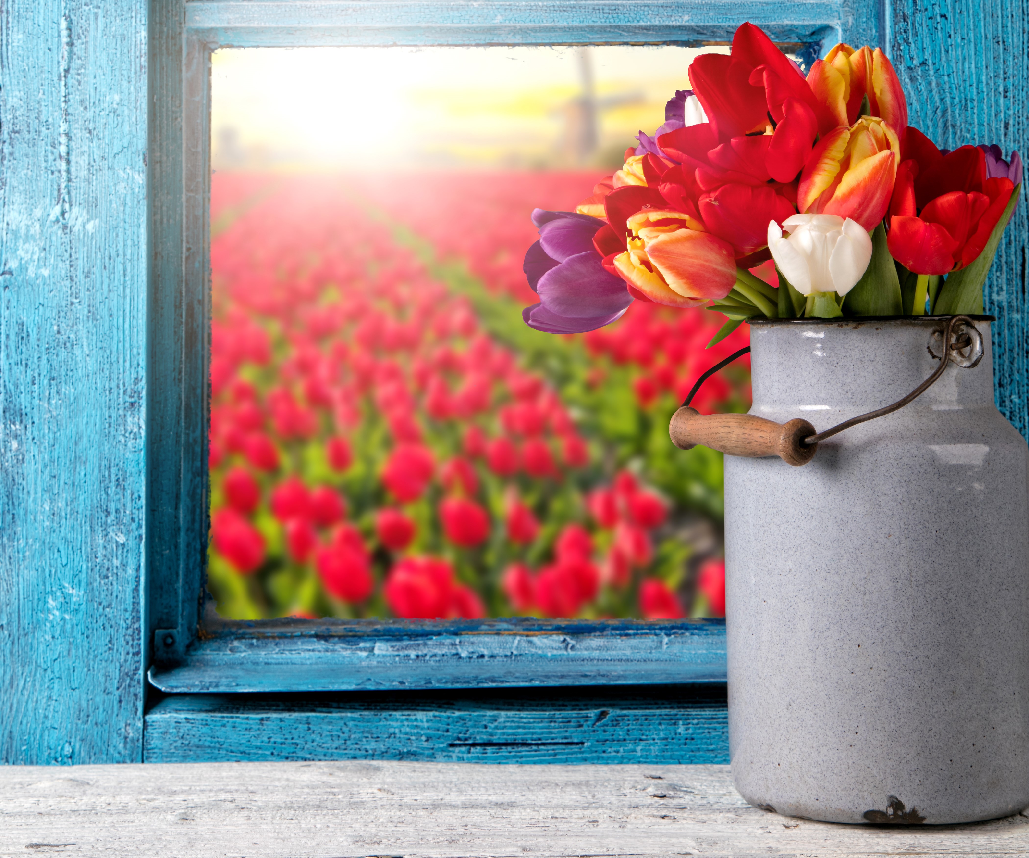 4K Tulips in a Milk Can by a Window HD Wallpaper
