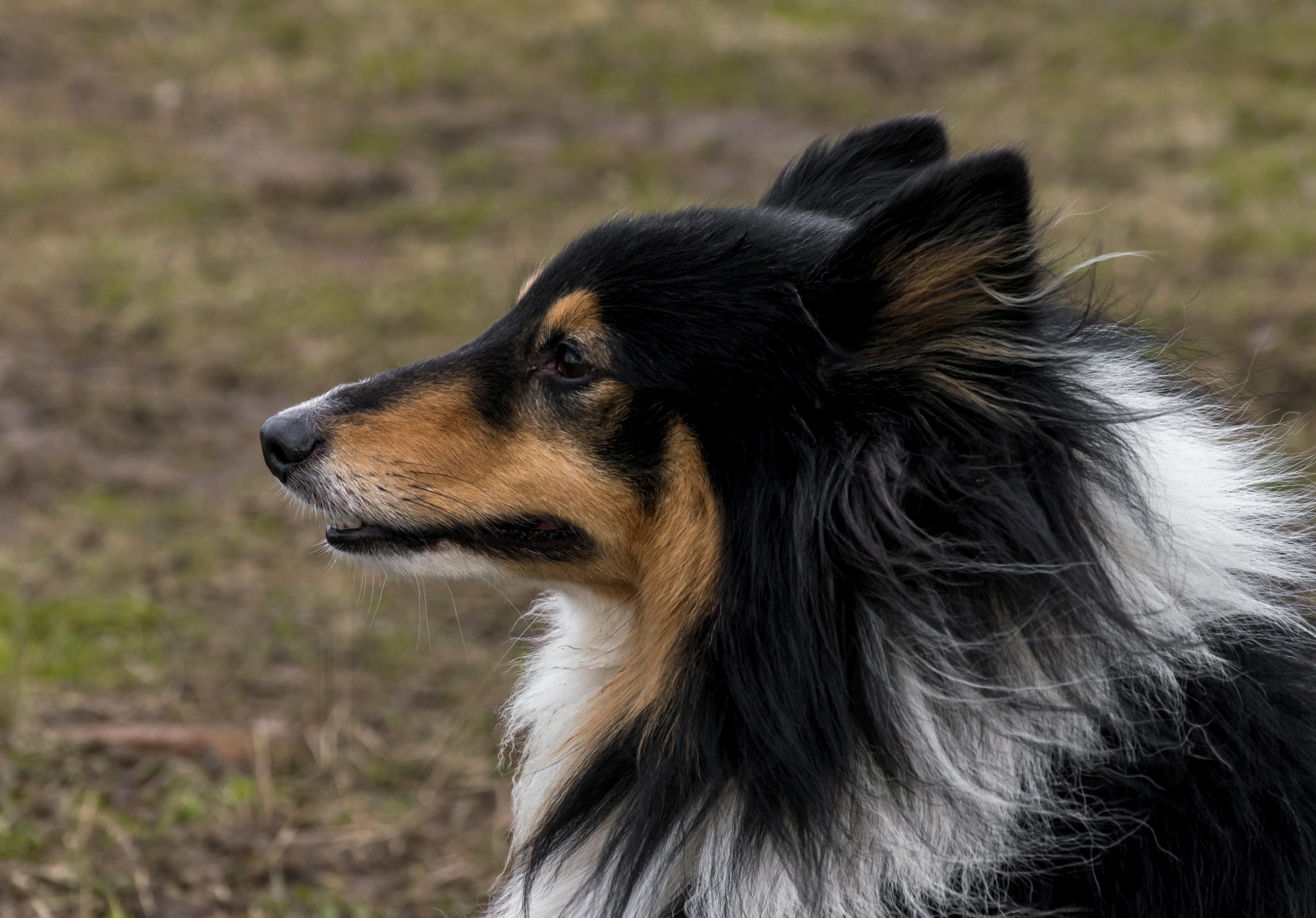 Sheltie Shetland Sheepdog in 4K HD Wallpaper