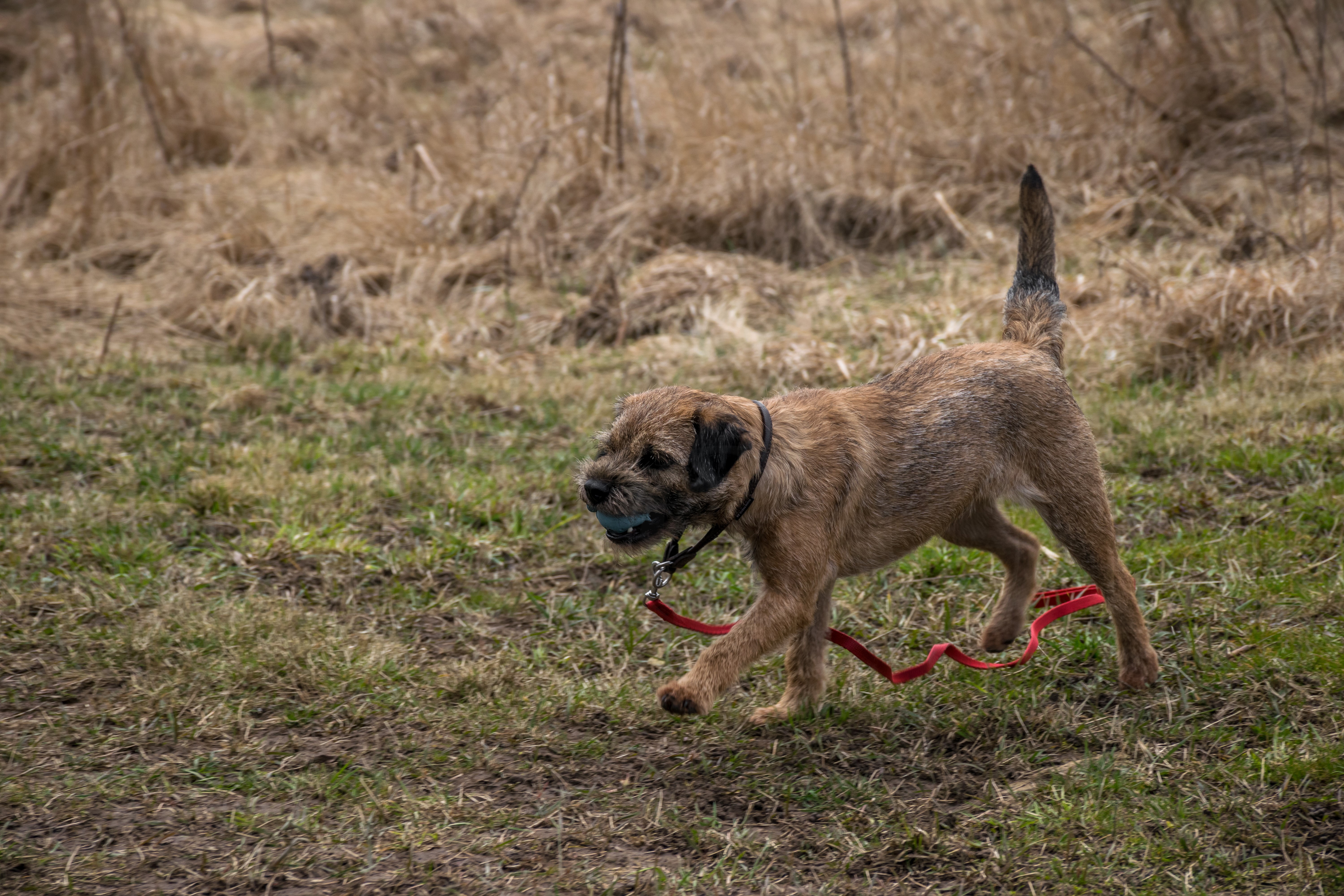 Border Terrier dog with a ball on a leash HD Wallpaper