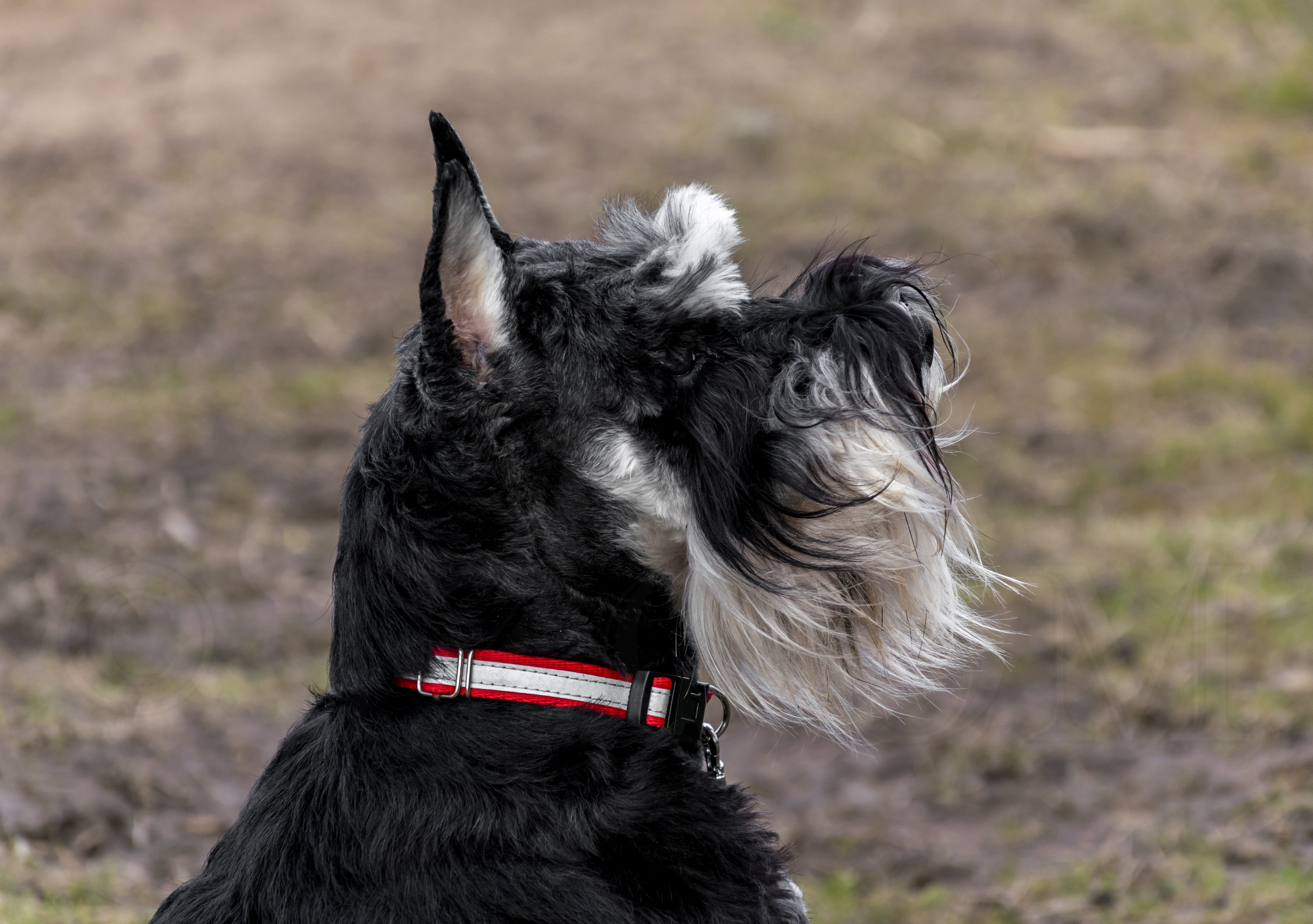 Giant Schnauzer dog with collar HD Wallpaper