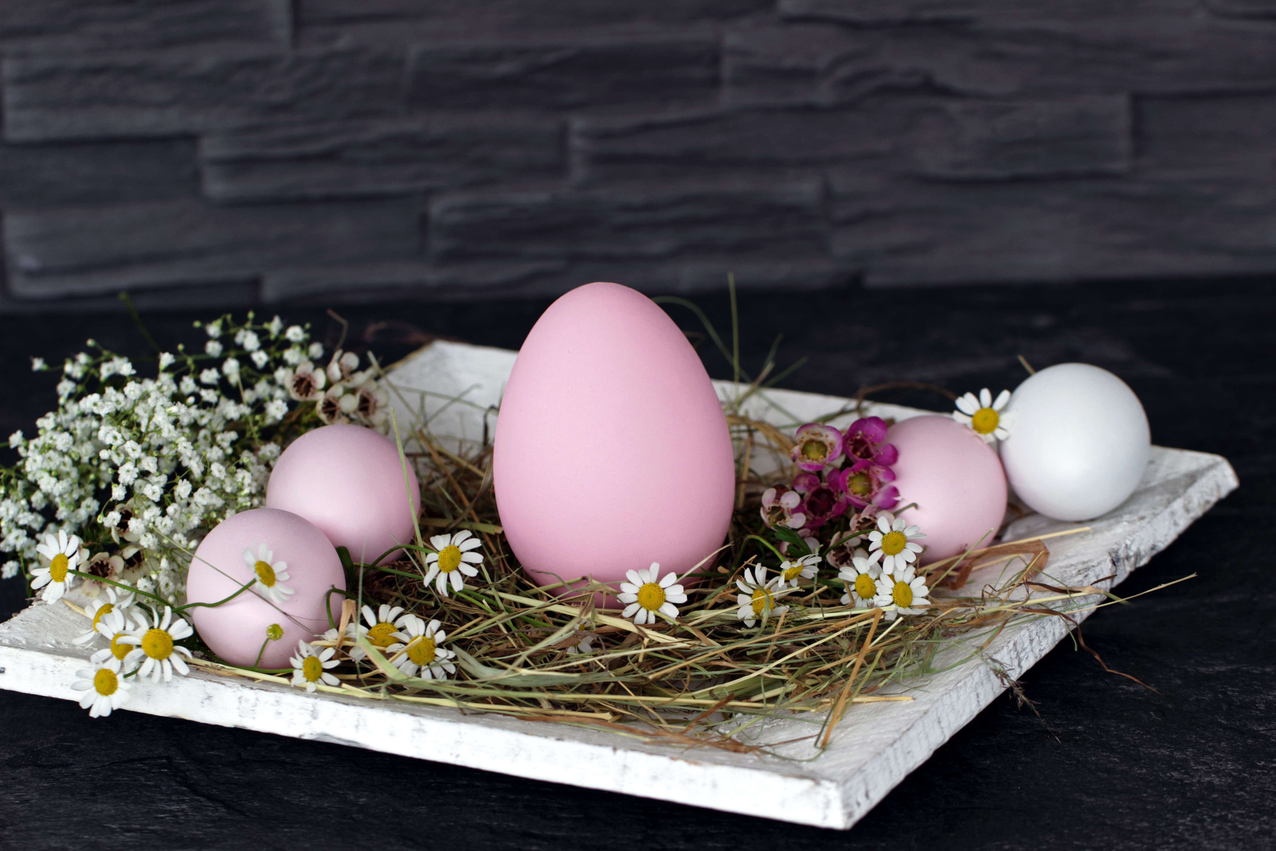 Easter eggs with camomiles on a tray HD Wallpaper