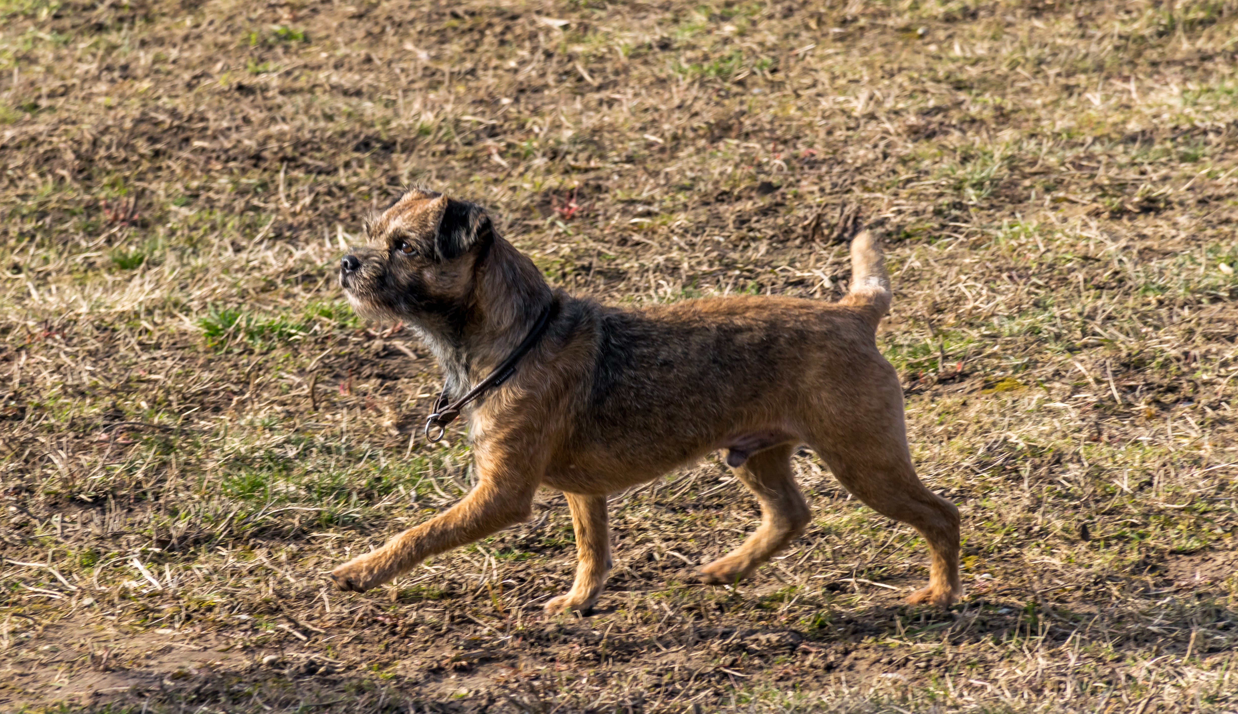 Border Terrier dog walking on grassy ground HD Wallpaper