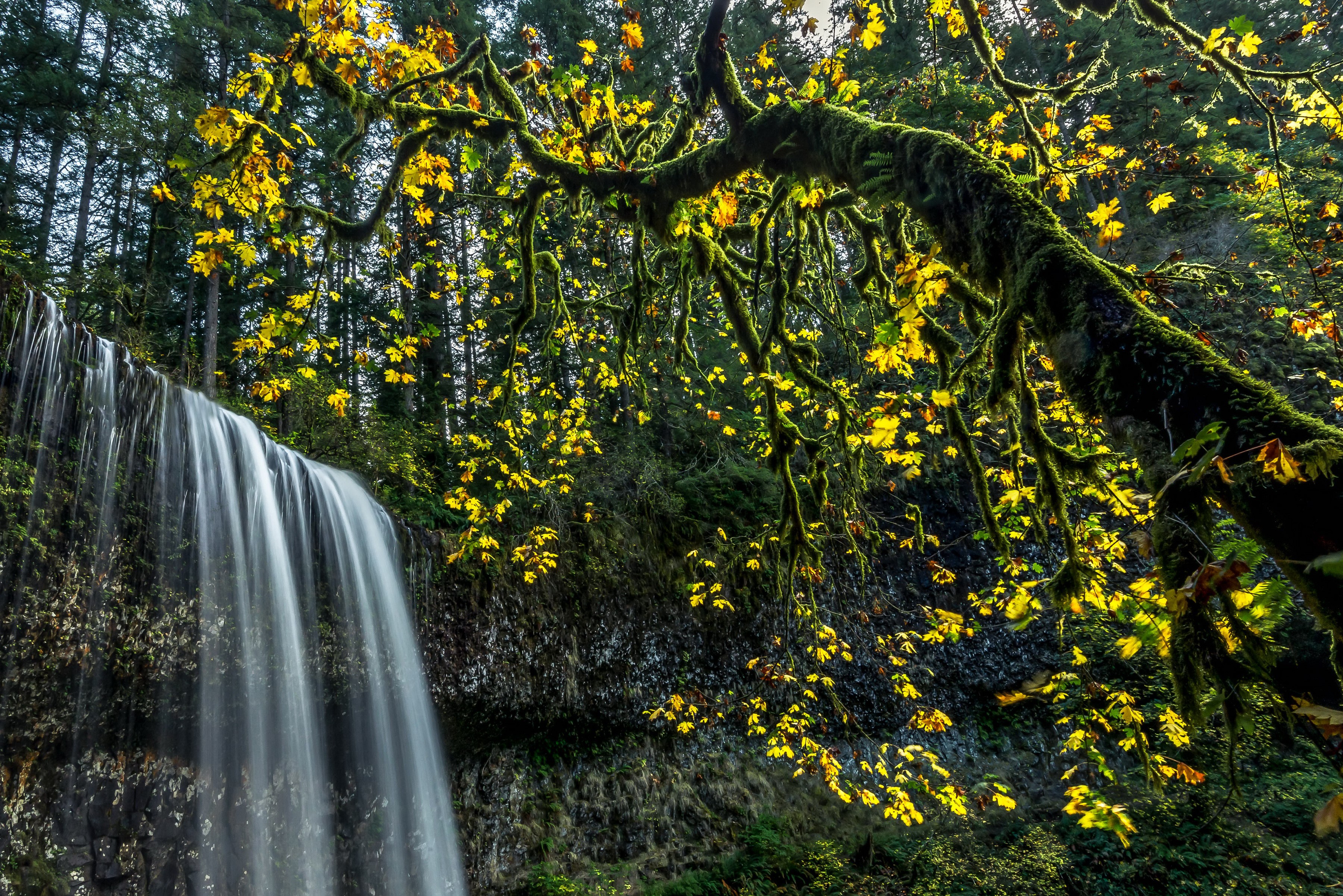 Waterfall in Silver Falls State Park with Mossy Branches HD Wallpaper