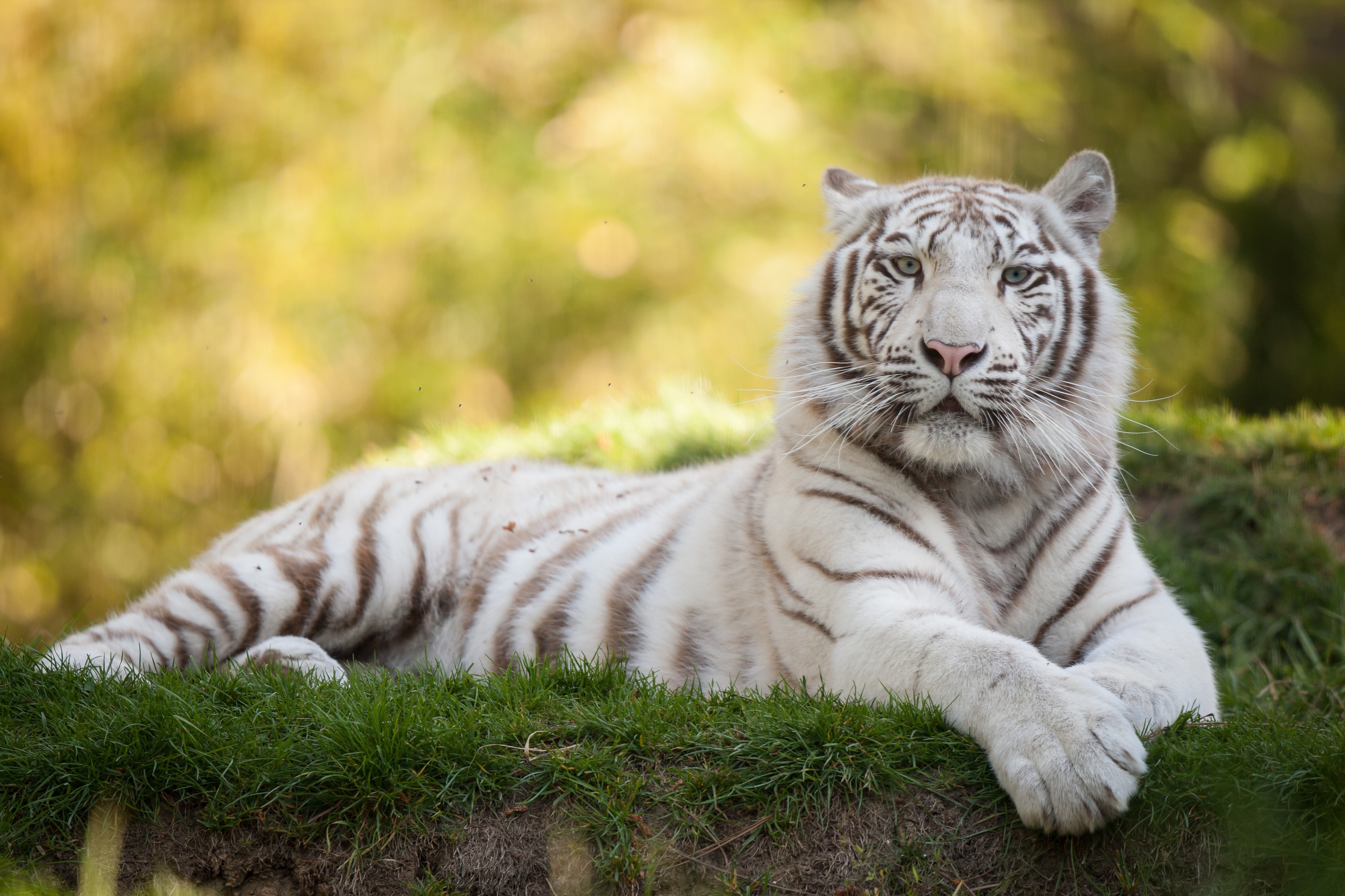 White Tiger Lying on Grass HD Wallpaper