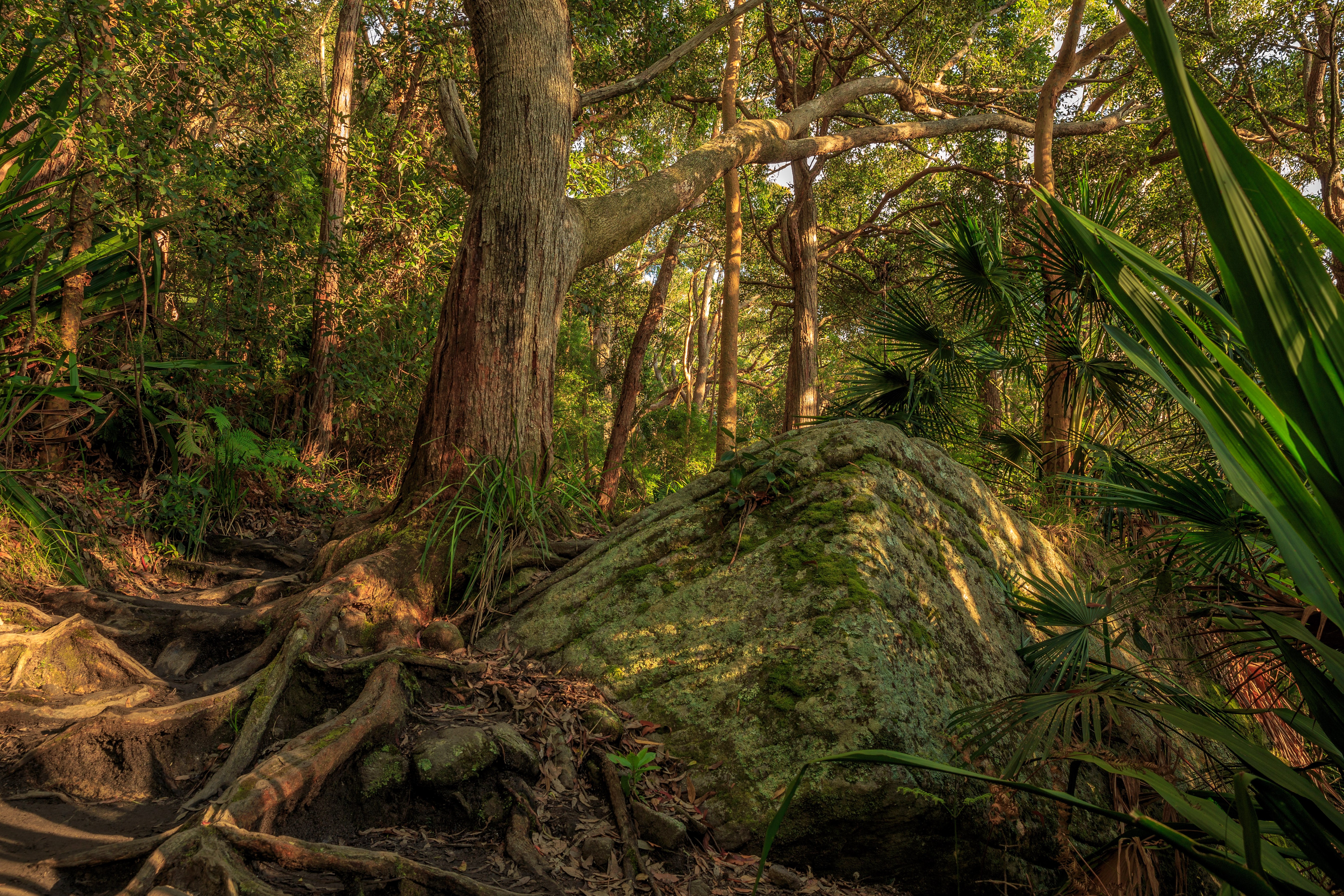 Forest with large tree and rock HD Wallpaper