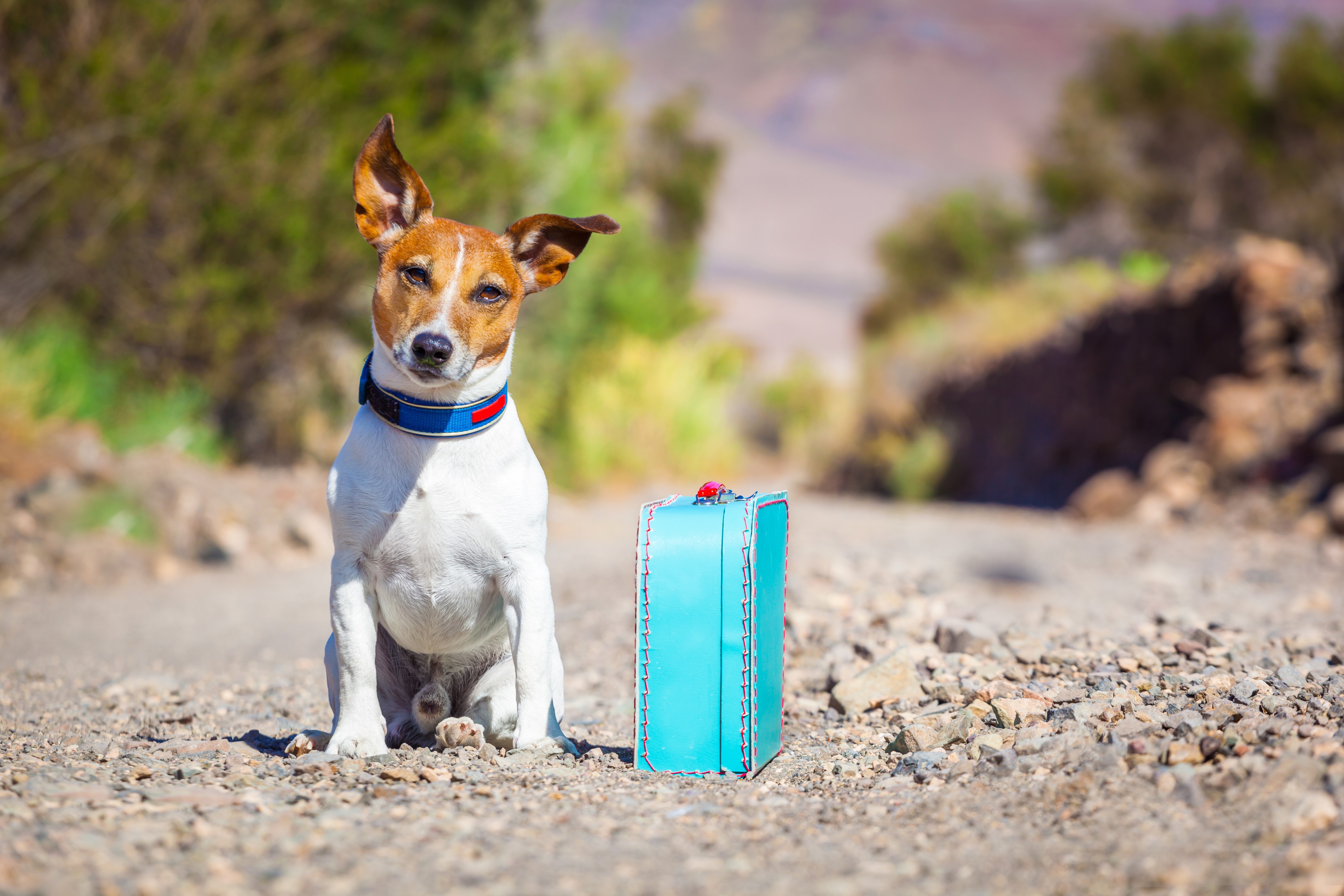 Jack Russell Terrier with Suitcase on a Dirt Road HD Wallpaper