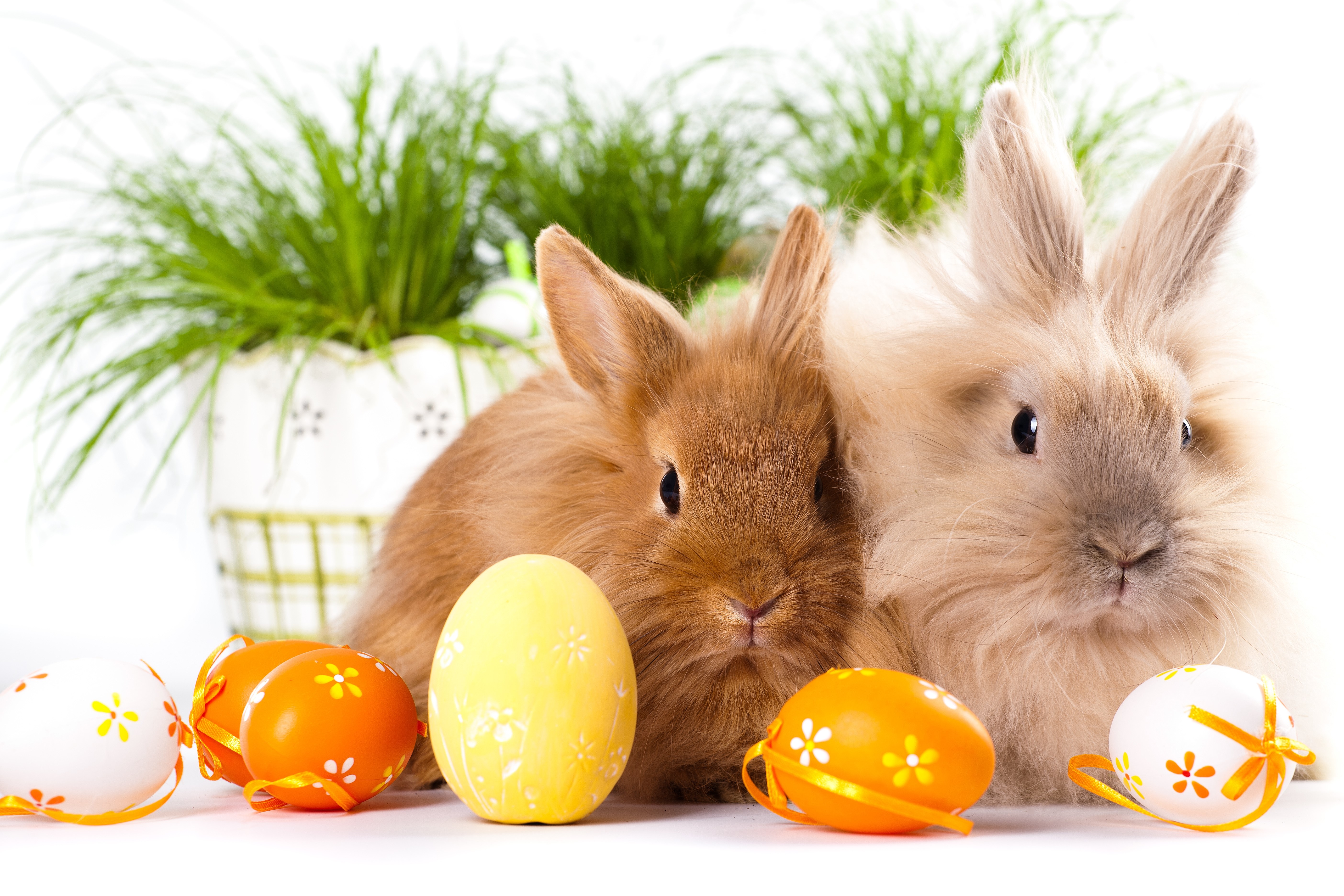 Two Easter bunnies with decorated eggs and grass HD Wallpaper