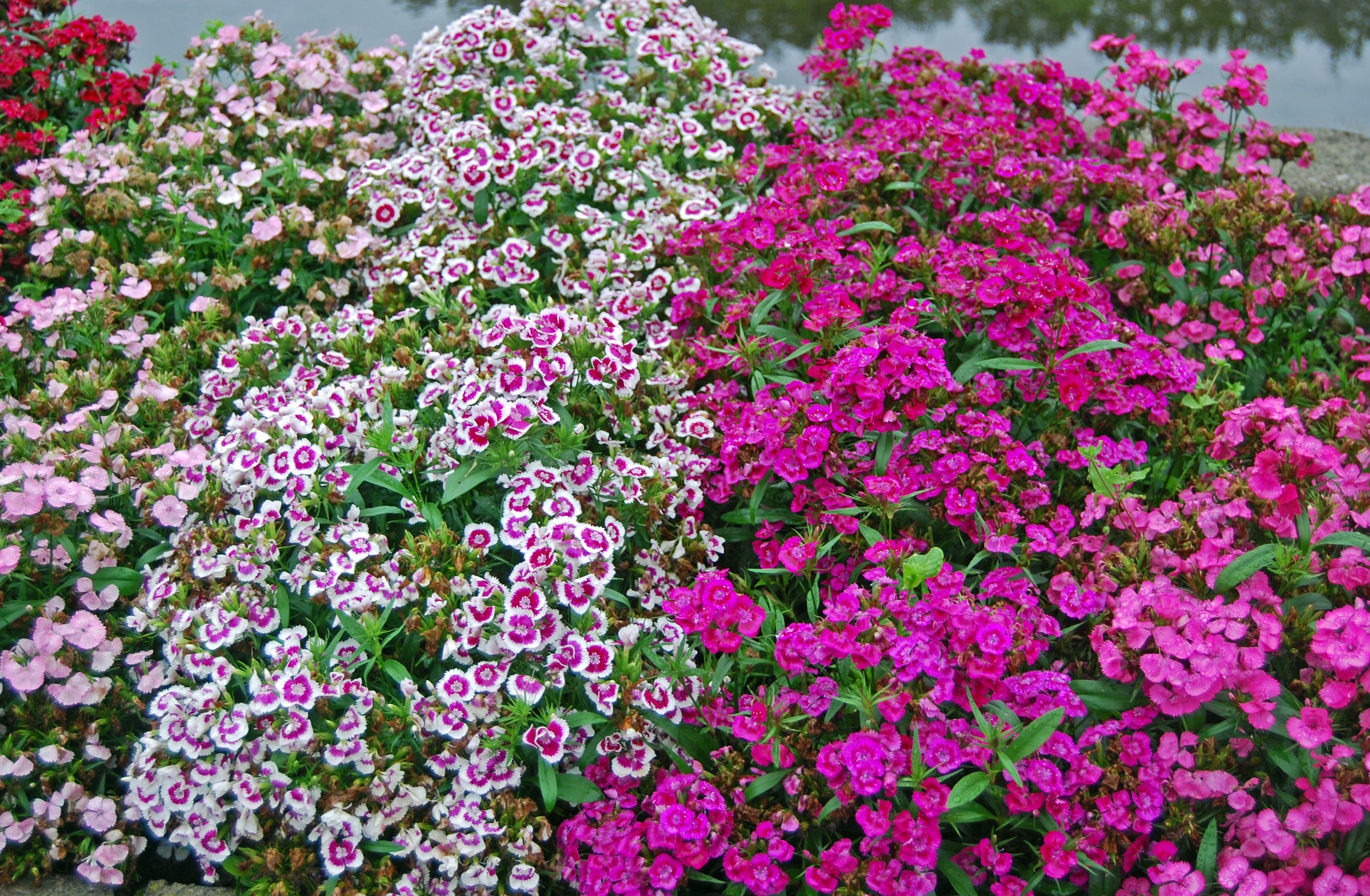 Dianthus flowers in various colors HD Wallpaper