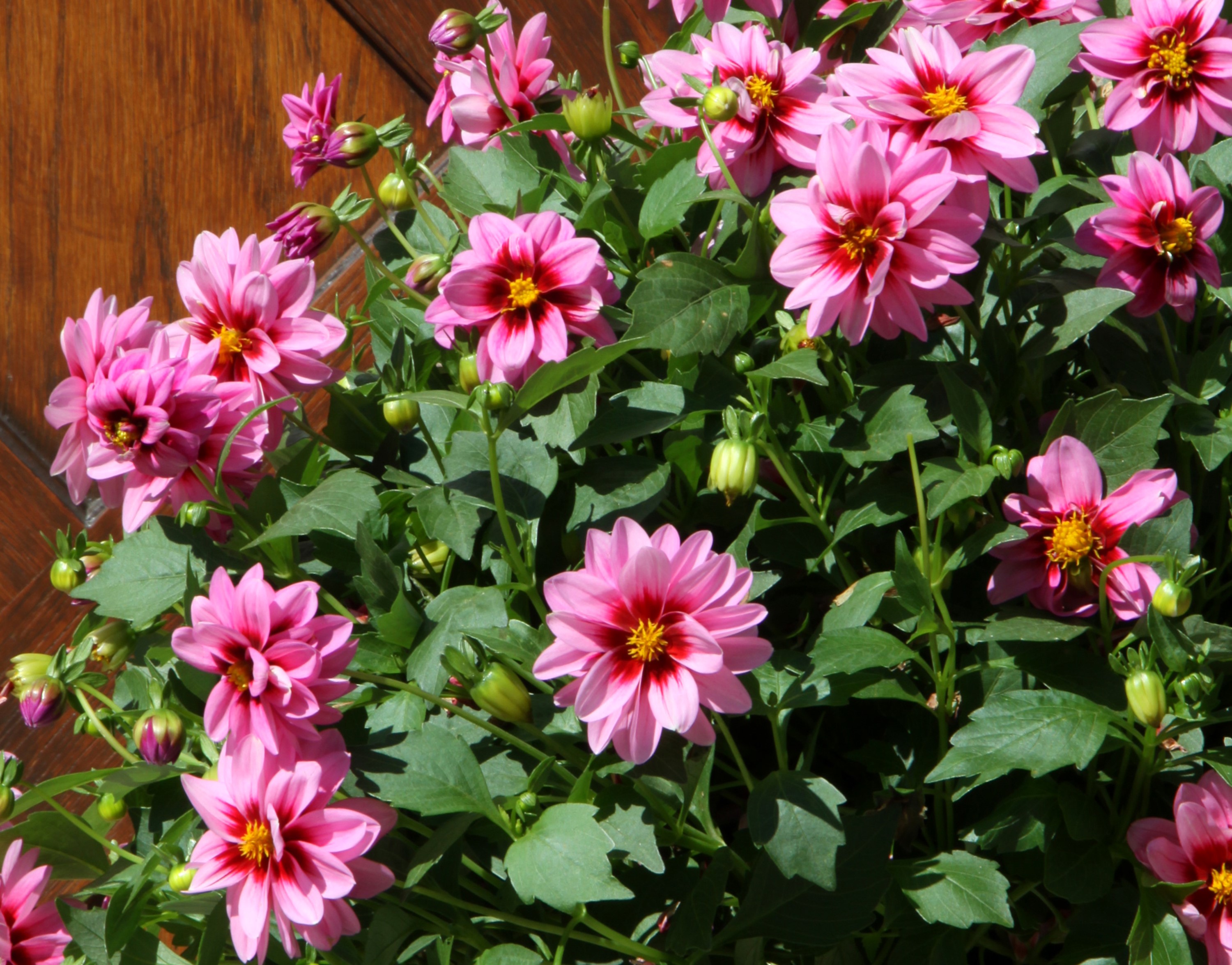 Pink Dahlias with Dark Centers HD Wallpaper