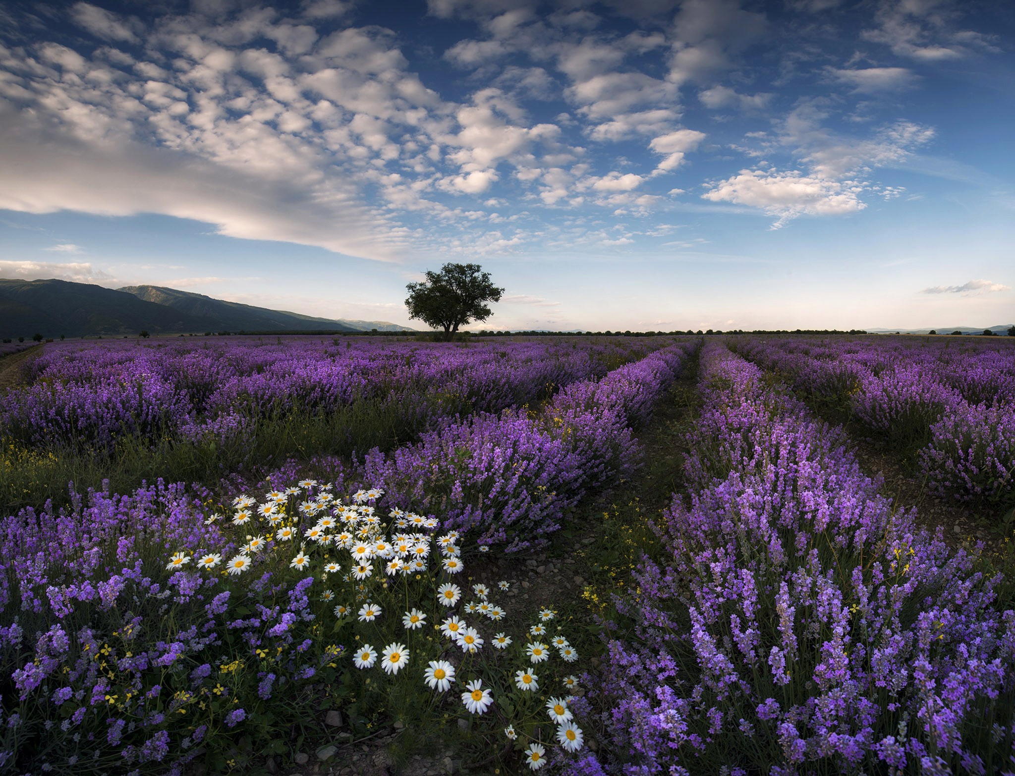 Lavender field with daisies and a lone tree HD Wallpaper