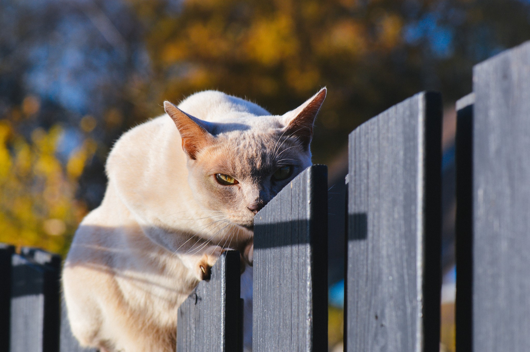 Siamese cat peeking over a wooden fence HD Wallpaper