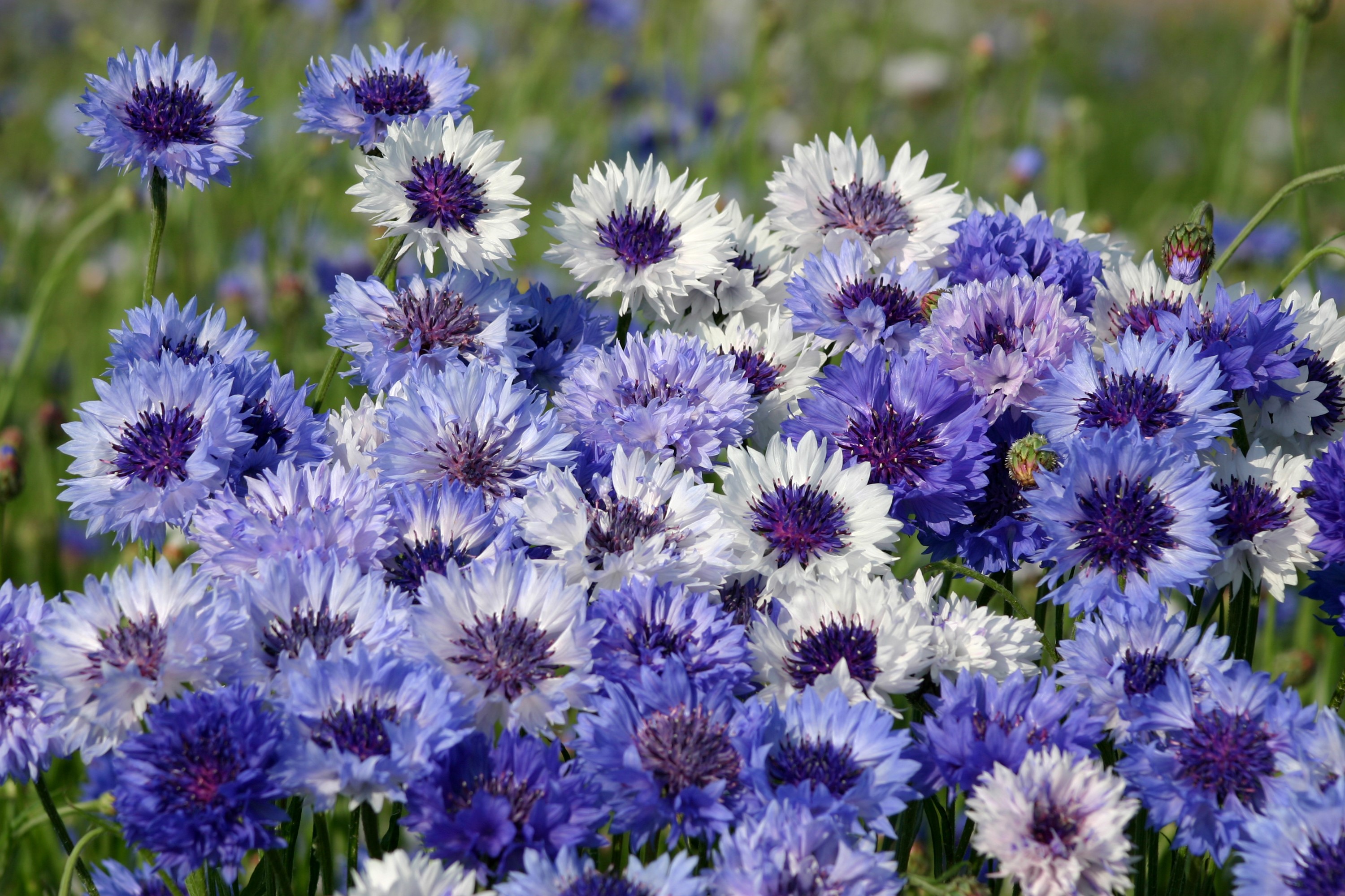 Field of Blue and White Cornflowers HD Wallpaper