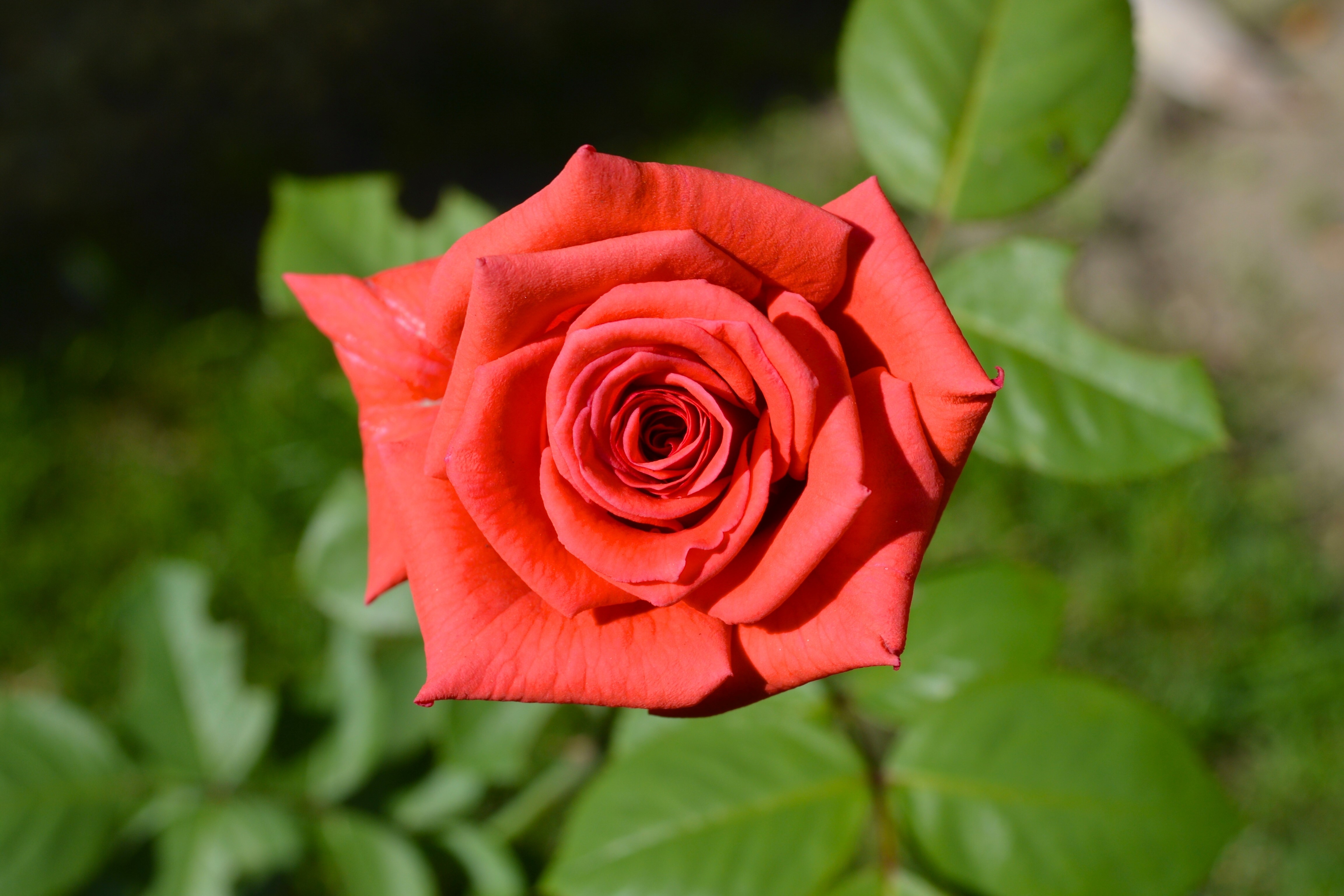 Red Rose in Bloom HD Wallpaper