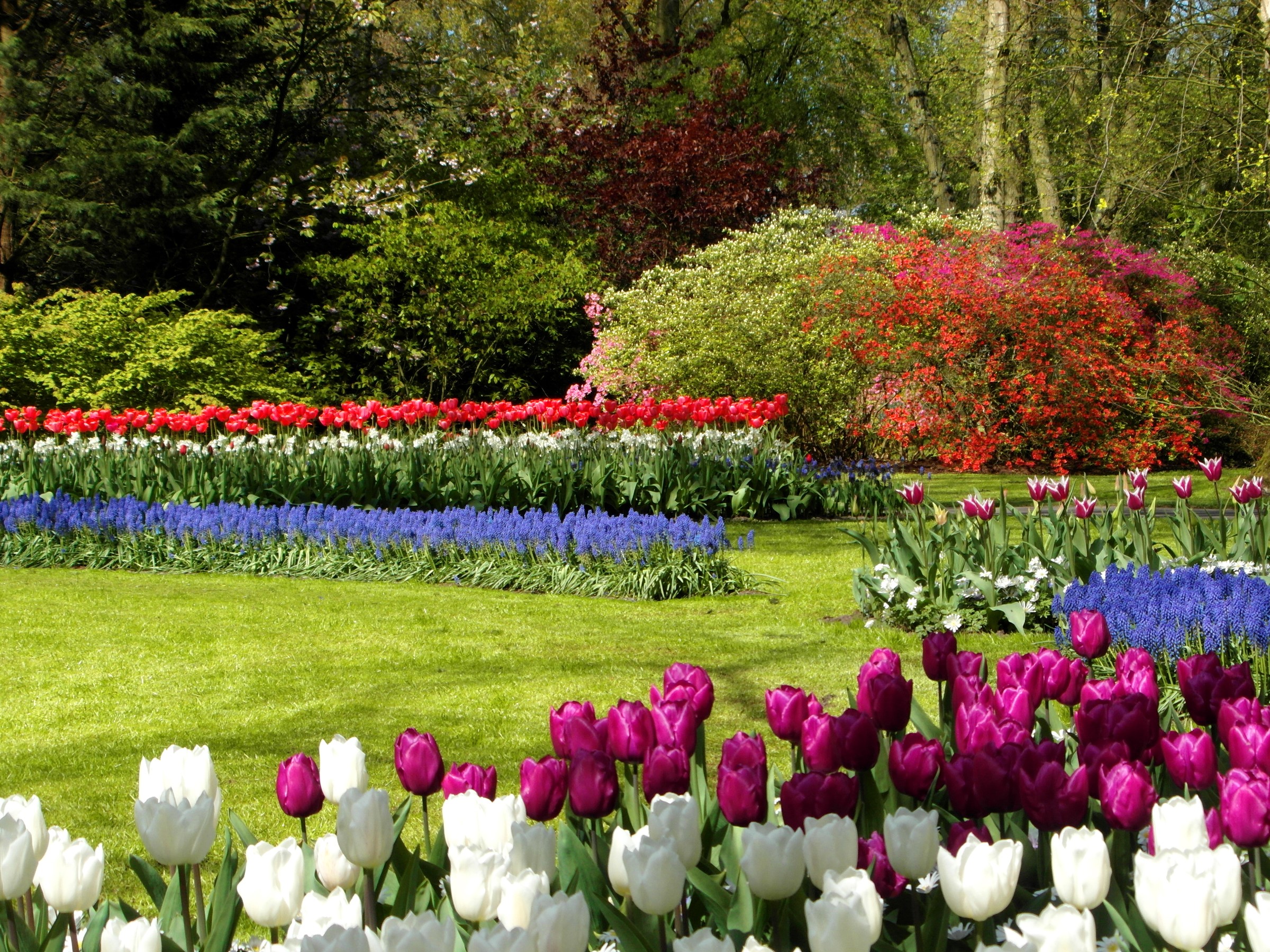 Keukenhof Gardens with Tulips and Hyacinths HD Wallpaper