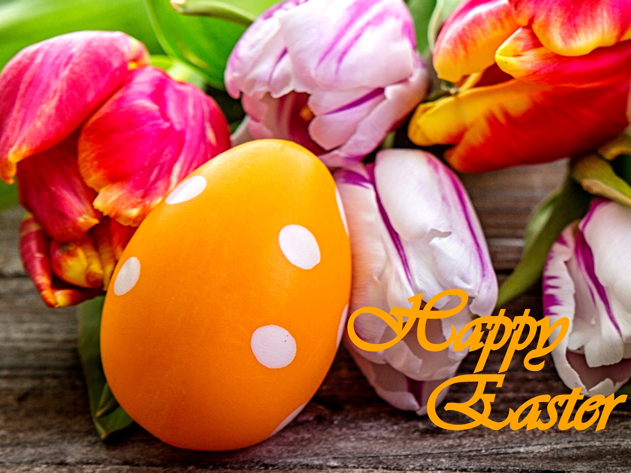 Happy Easter tulips and egg HD Wallpaper