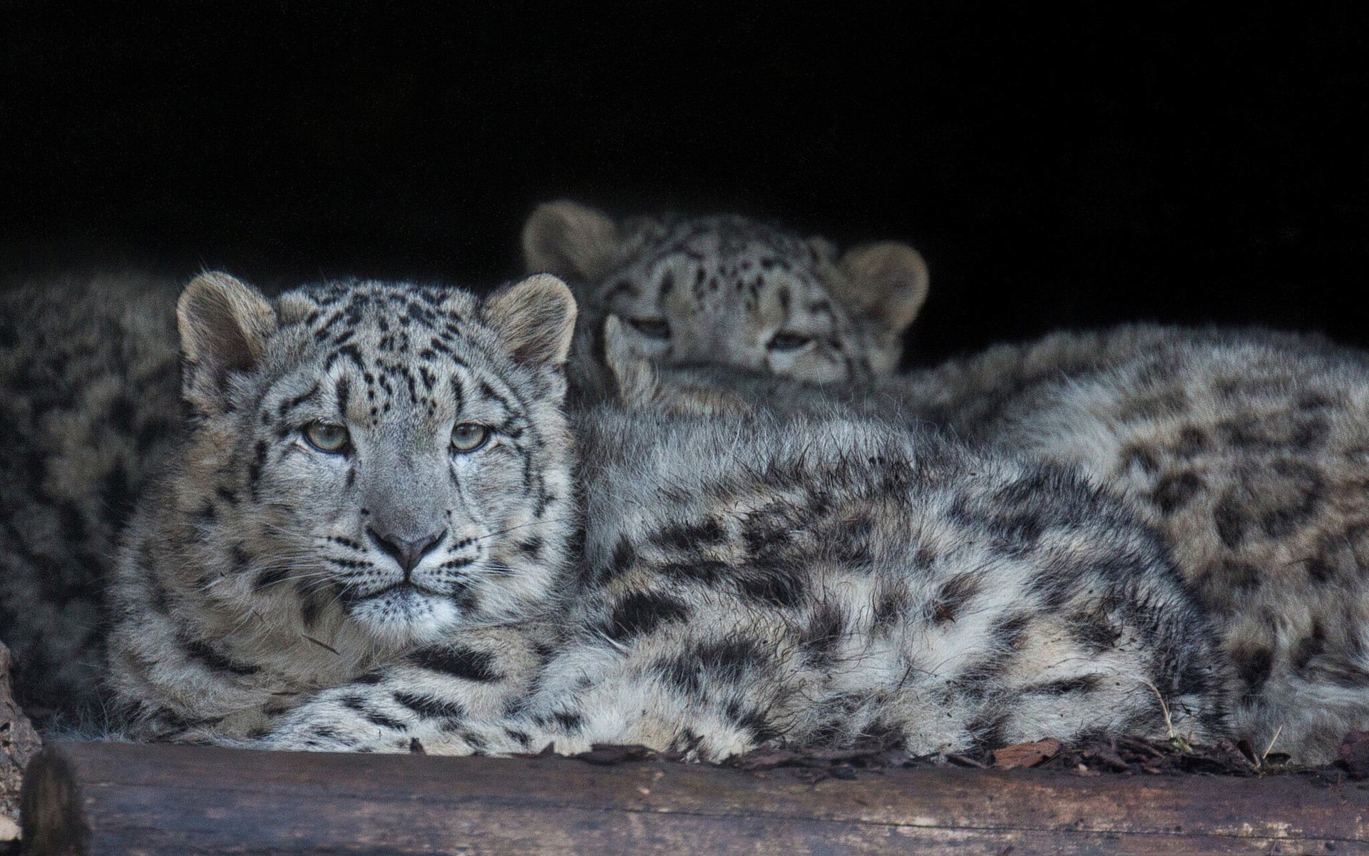 Three snow leopard cubs resting together HD Wallpaper