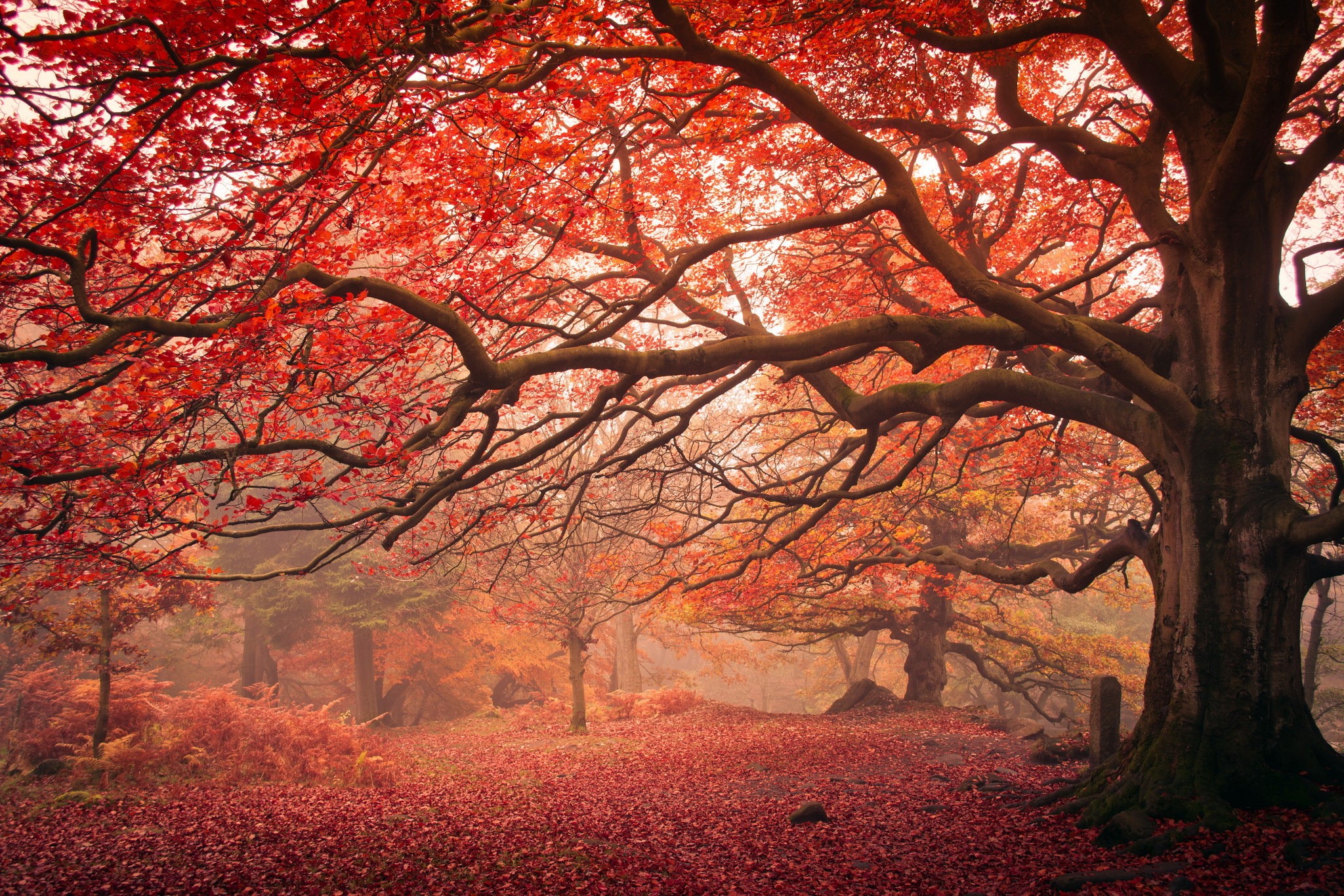 Autumn forest with red leaves and large tree HD Wallpaper