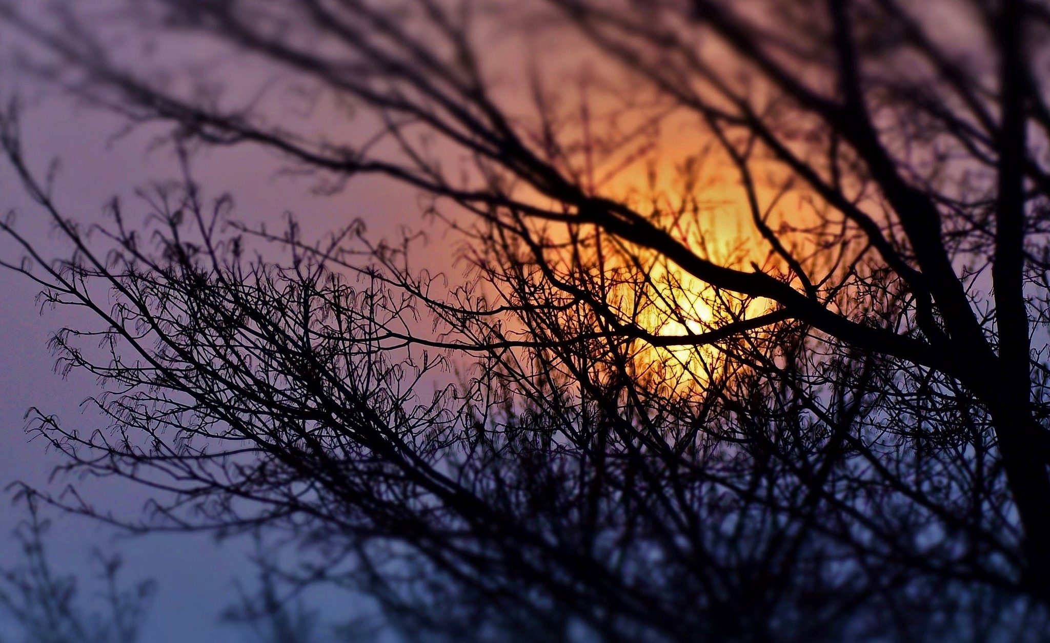 Silhouette of tree branches against a sunset sky HD Wallpaper