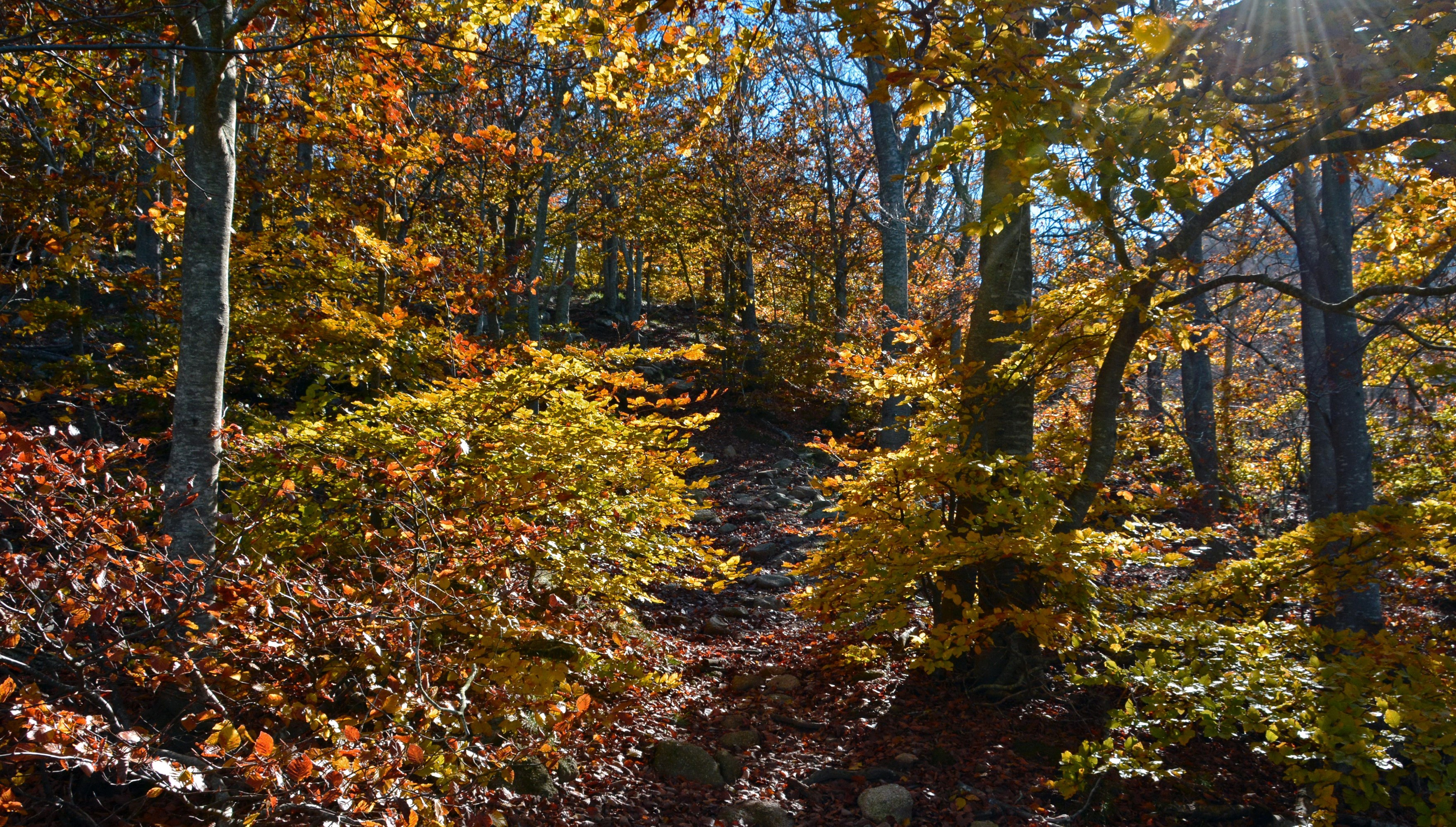 Forest path in autumn with colorful foliage HD Wallpaper