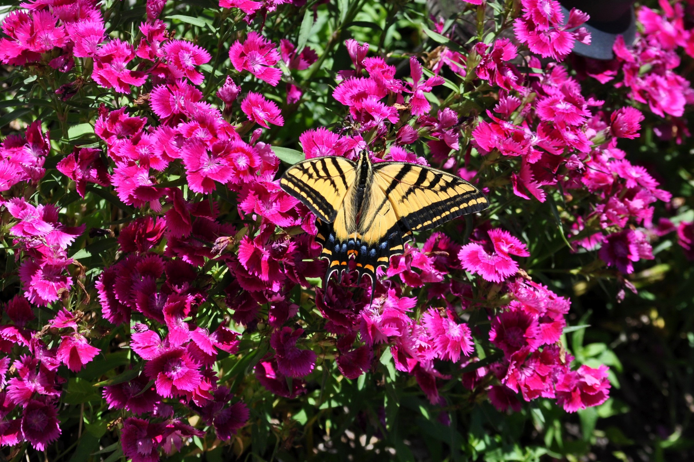 Tiger Swallowtail butterfly on pink carnations HD Wallpaper