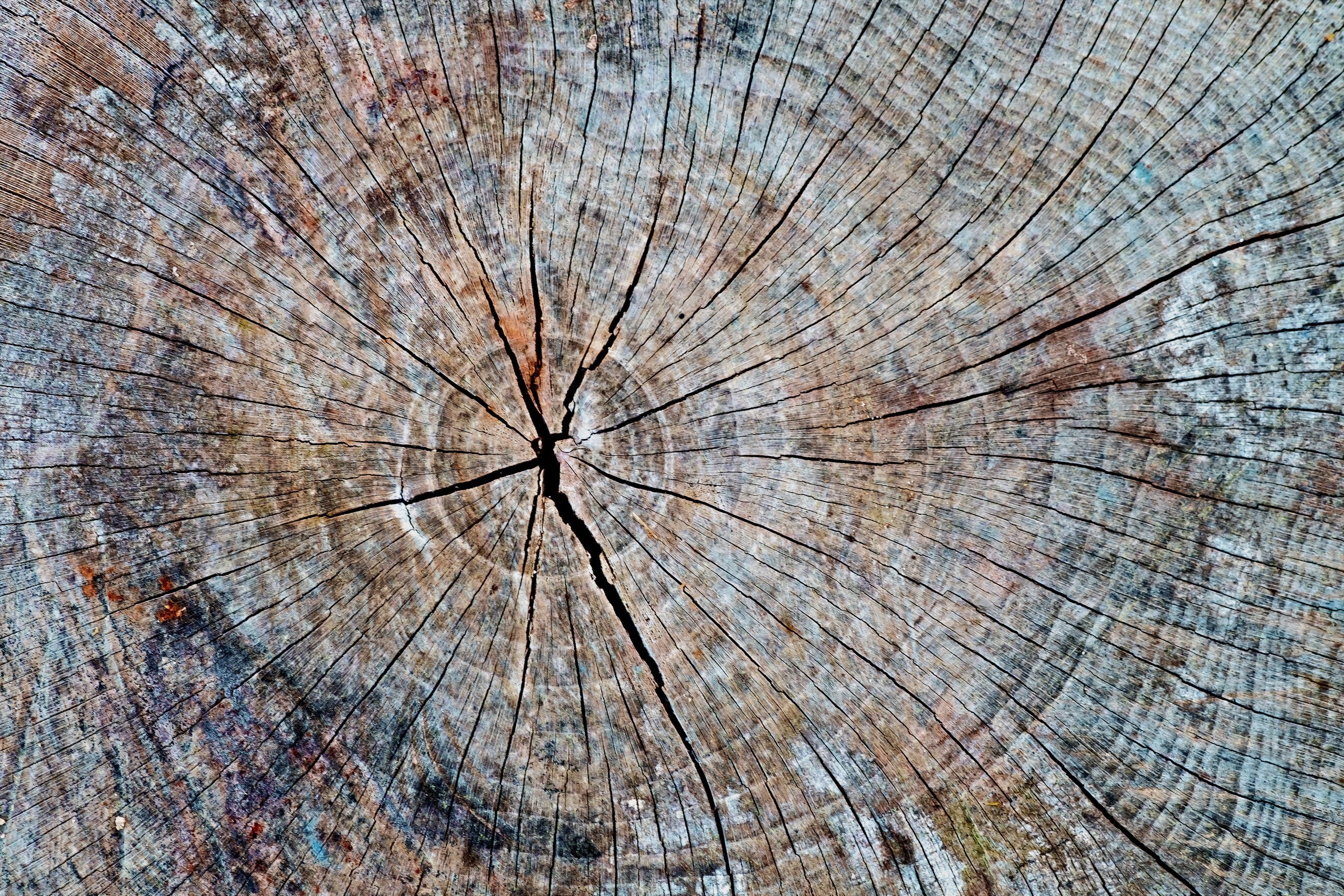 Close-up of a weathered tree stump with prominent growth rings and cracks HD Wallpaper