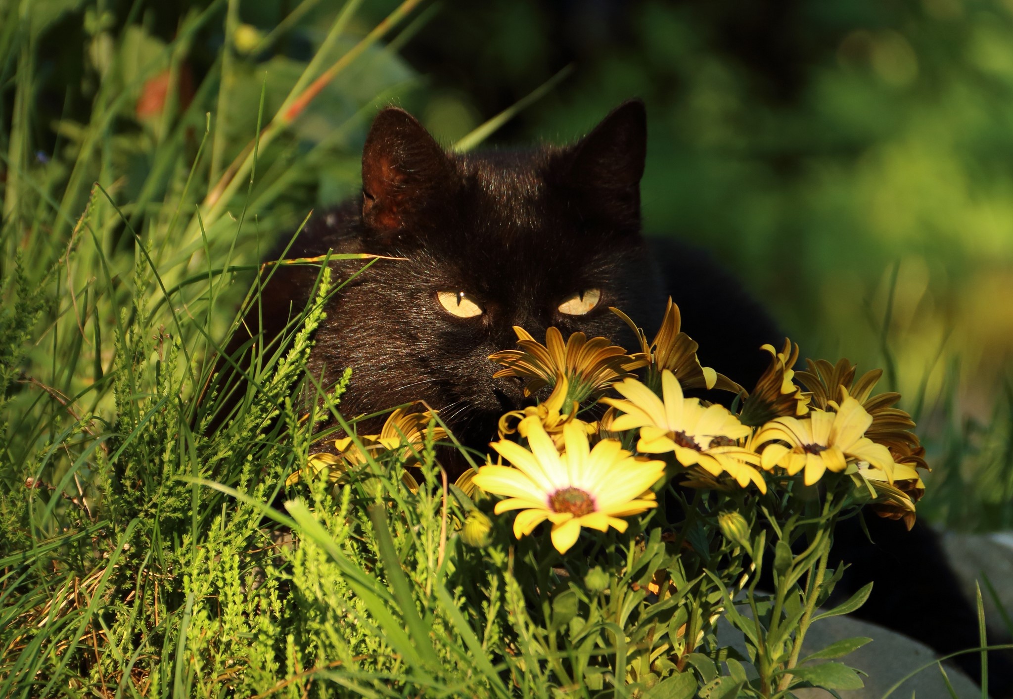 Black cat peeking through grass and yellow flowers HD Wallpaper