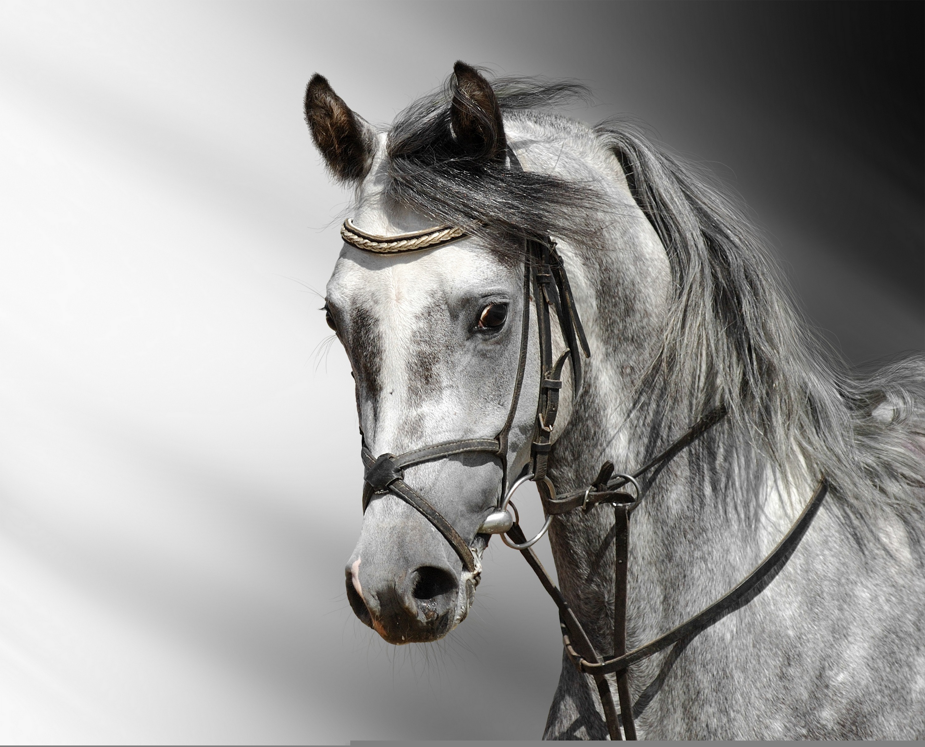 Close-up of a grey horse's head with bridle HD Wallpaper