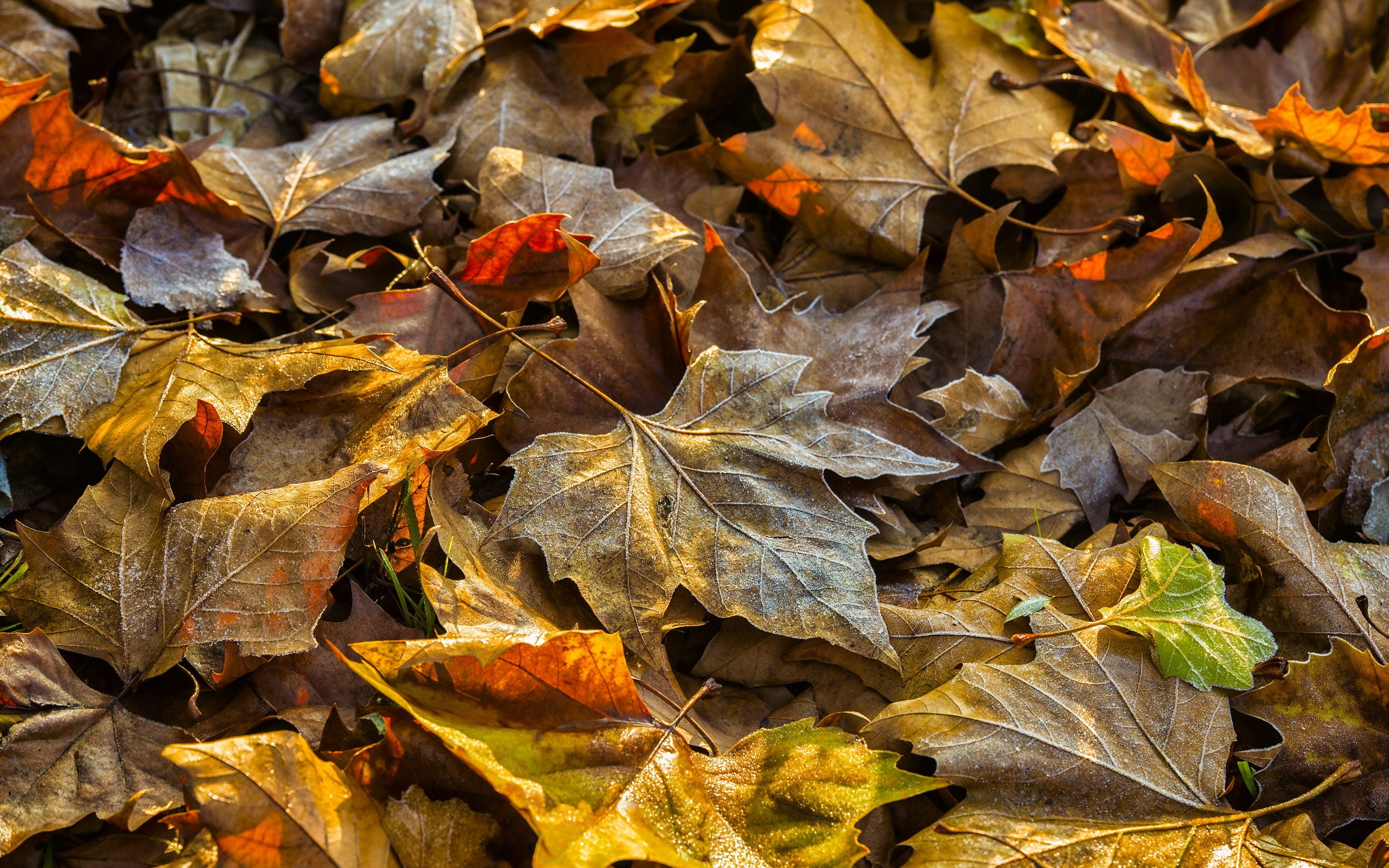 Close-up of fallen maple leaves with frost HD Wallpaper